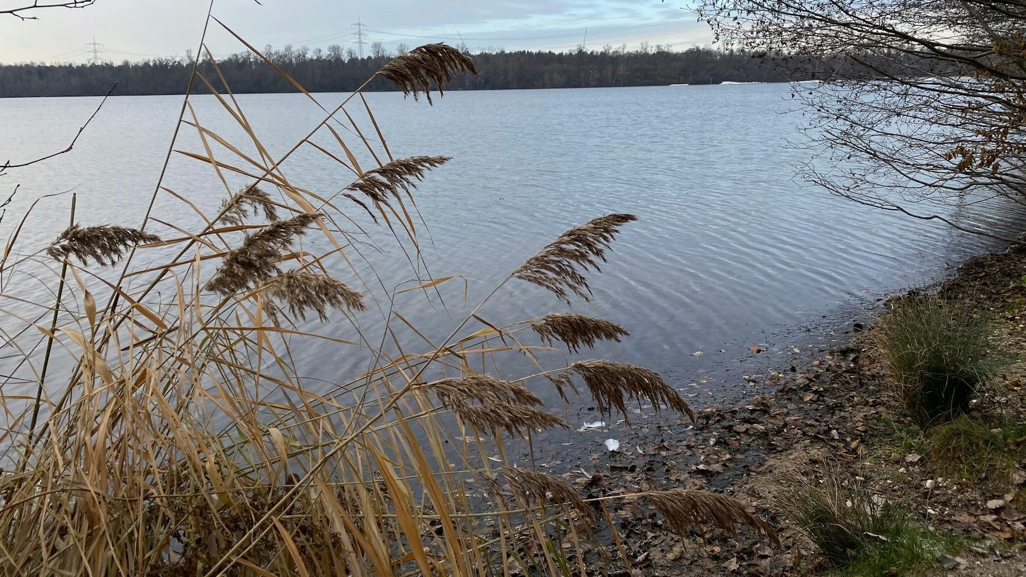 Der Bleibtreusee im Brühler Villewald