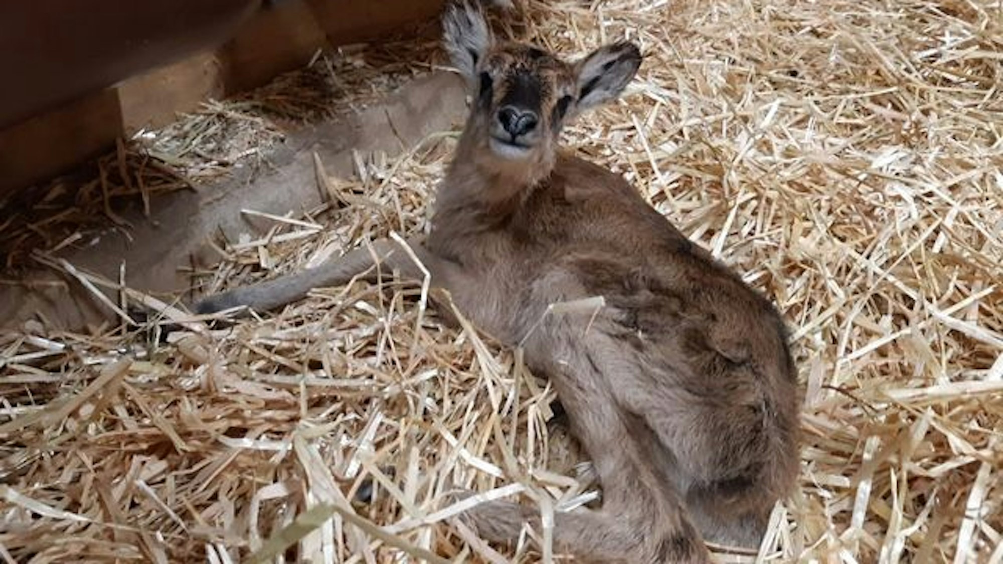 Es ist das Jungtier zu sehen, wie es im Stroh liegt.