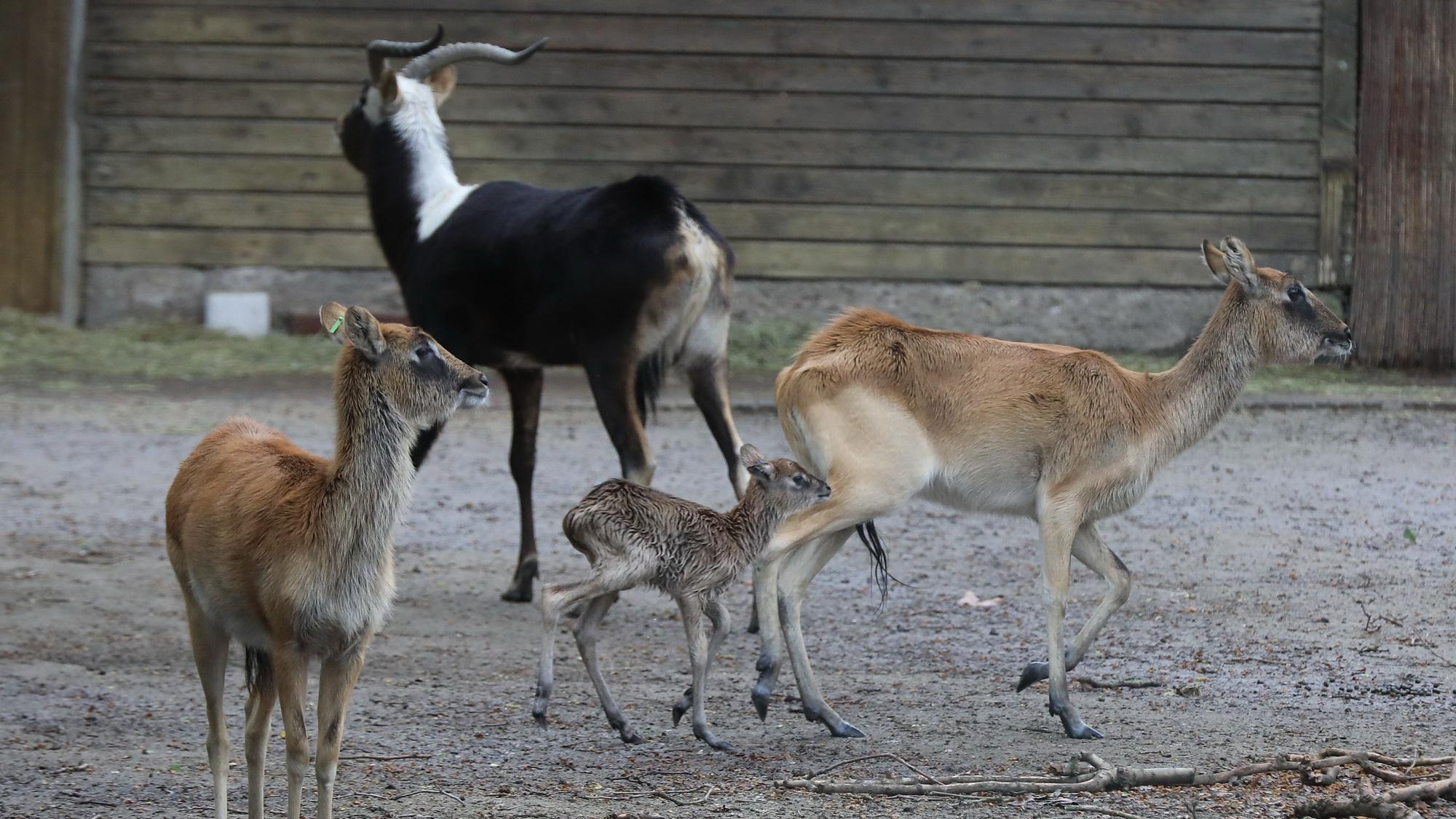 Man sieht zwei weibliche Tiere, ein männliches, sowie das Jungtier im Kölner Zoo.