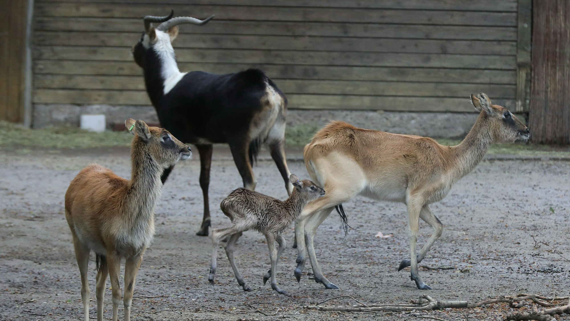 Man sieht zwei weibliche Tiere, ein männliches, sowie das Jungtier im Kölner Zoo.