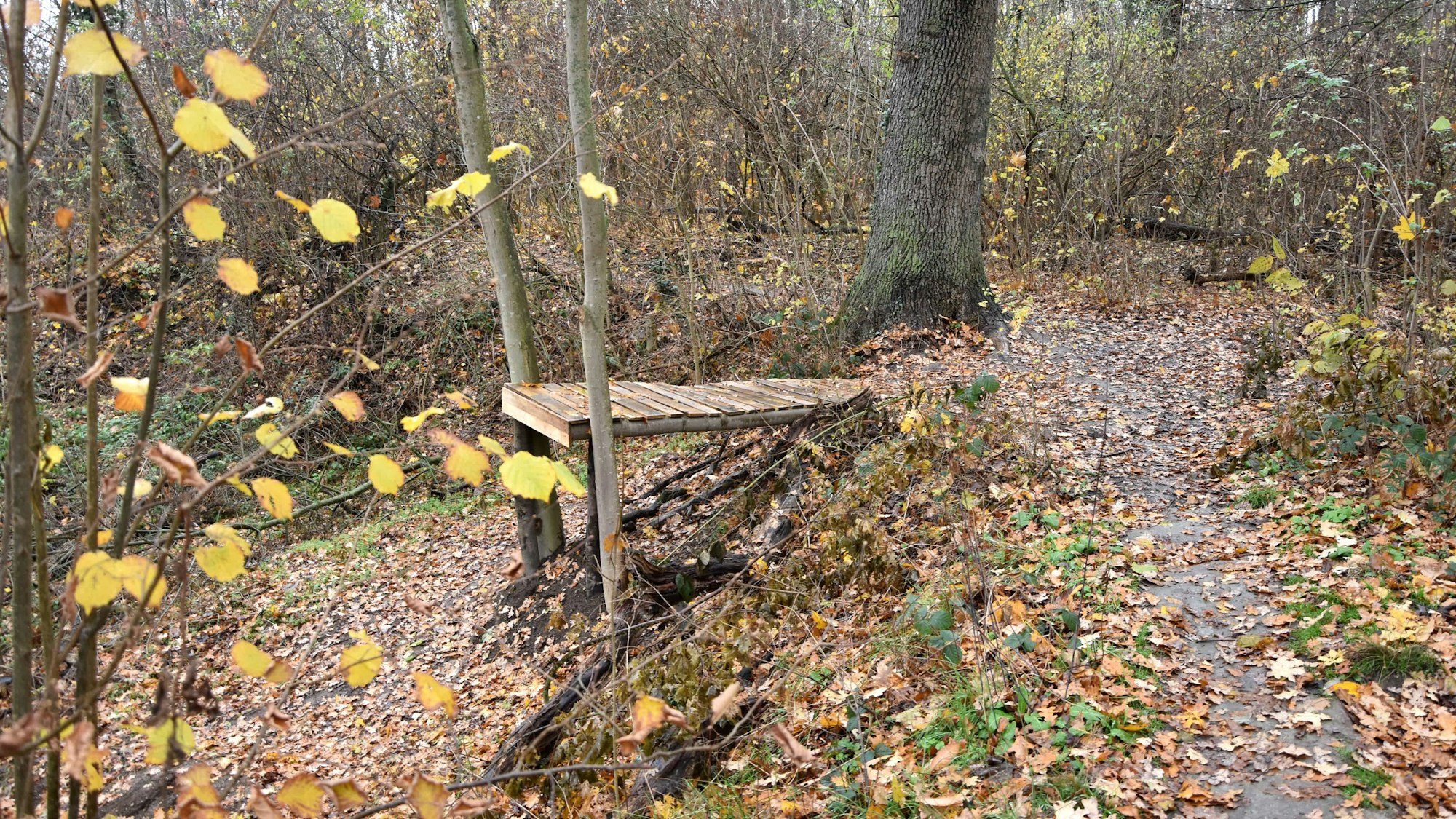 Die Stadt Elsdorf wird die widerrechtlich errichteten Mountainbiker-Anlagen jetzt entfernen. Wald mit Mountainbike-Rampe.