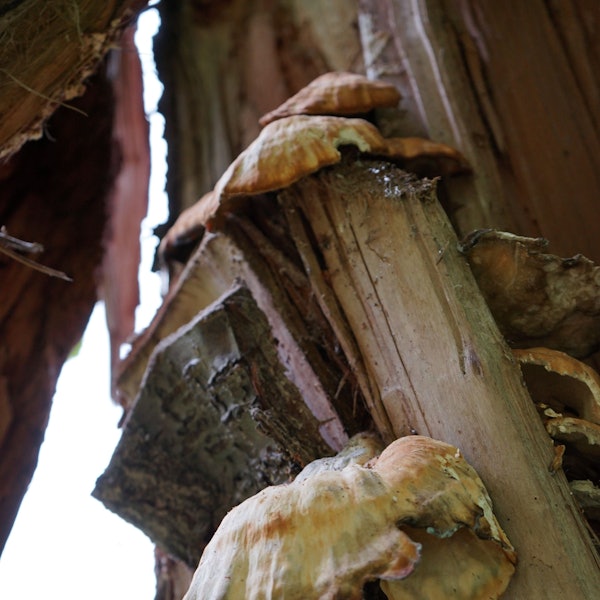 Ein Baumpilz hat sich an einem Stück Totholz etabliert.