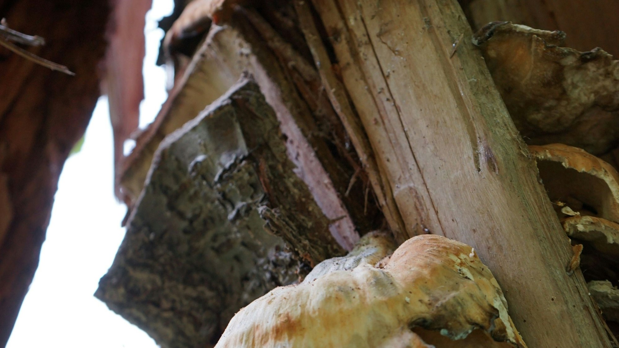 Ein Baumpilz hat sich an einem Stück Totholz etabliert.