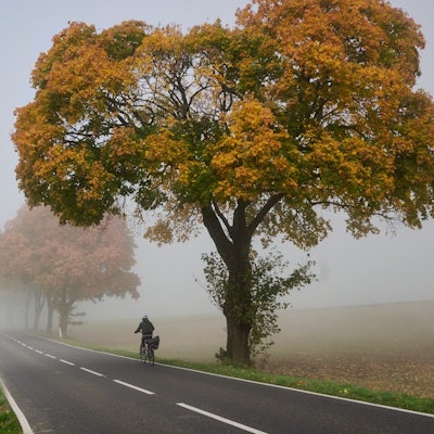 Eine Fahrradfahrerin fährt auf einer Straße unter herbstlich gefärbten Bäumen. Im Hintergrund geht die Landschaft in Nebel über.