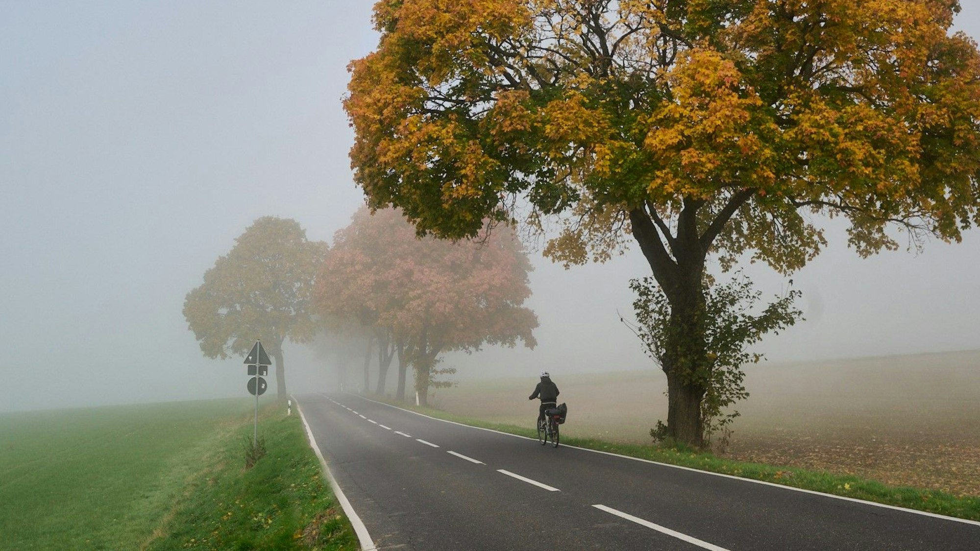 Eine Fahrradfahrerin fährt auf einer Straße unter herbstlich gefärbten Bäumen. Im Hintergrund geht die Landschaft in Nebel über.