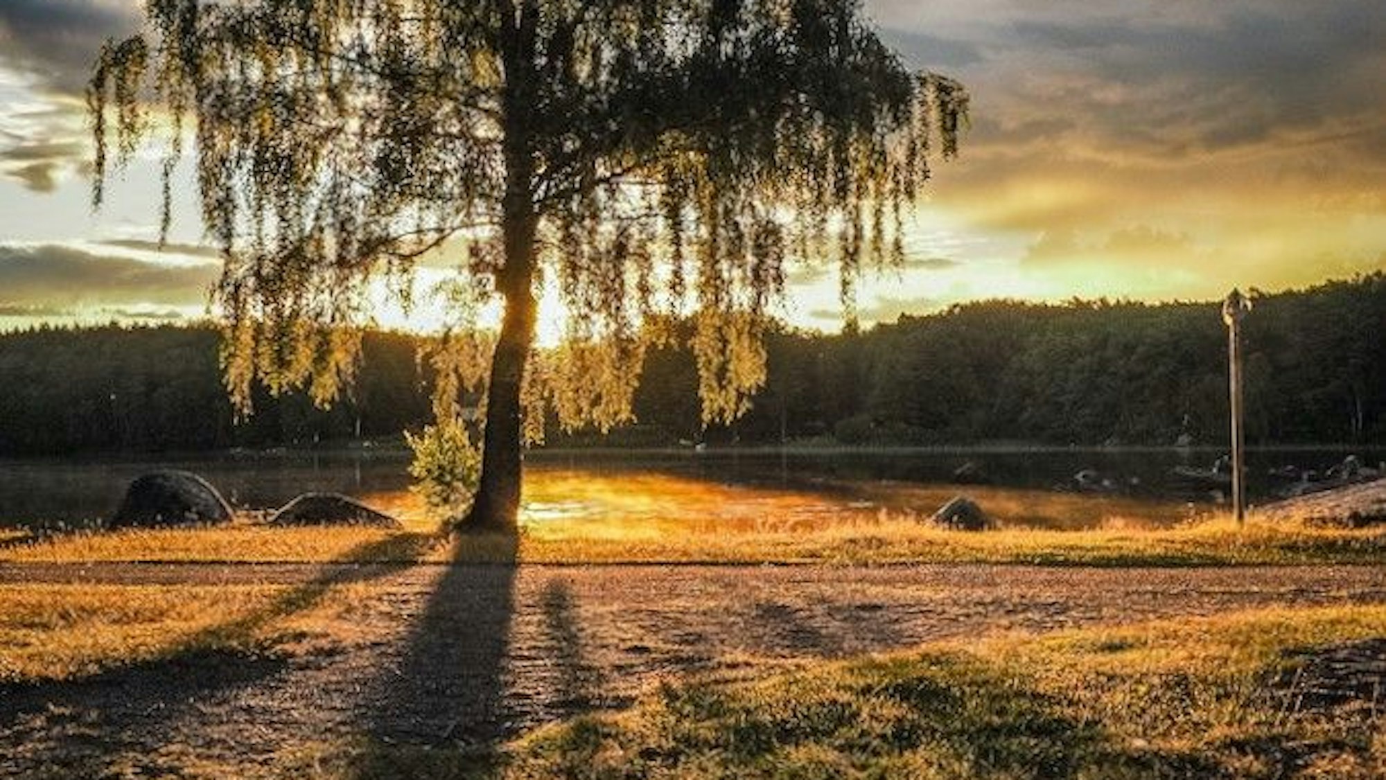 Eine Birke ist im Gegenlicht der Sonne vor einem See zu sehen, über dem Nebel aufsteigt.