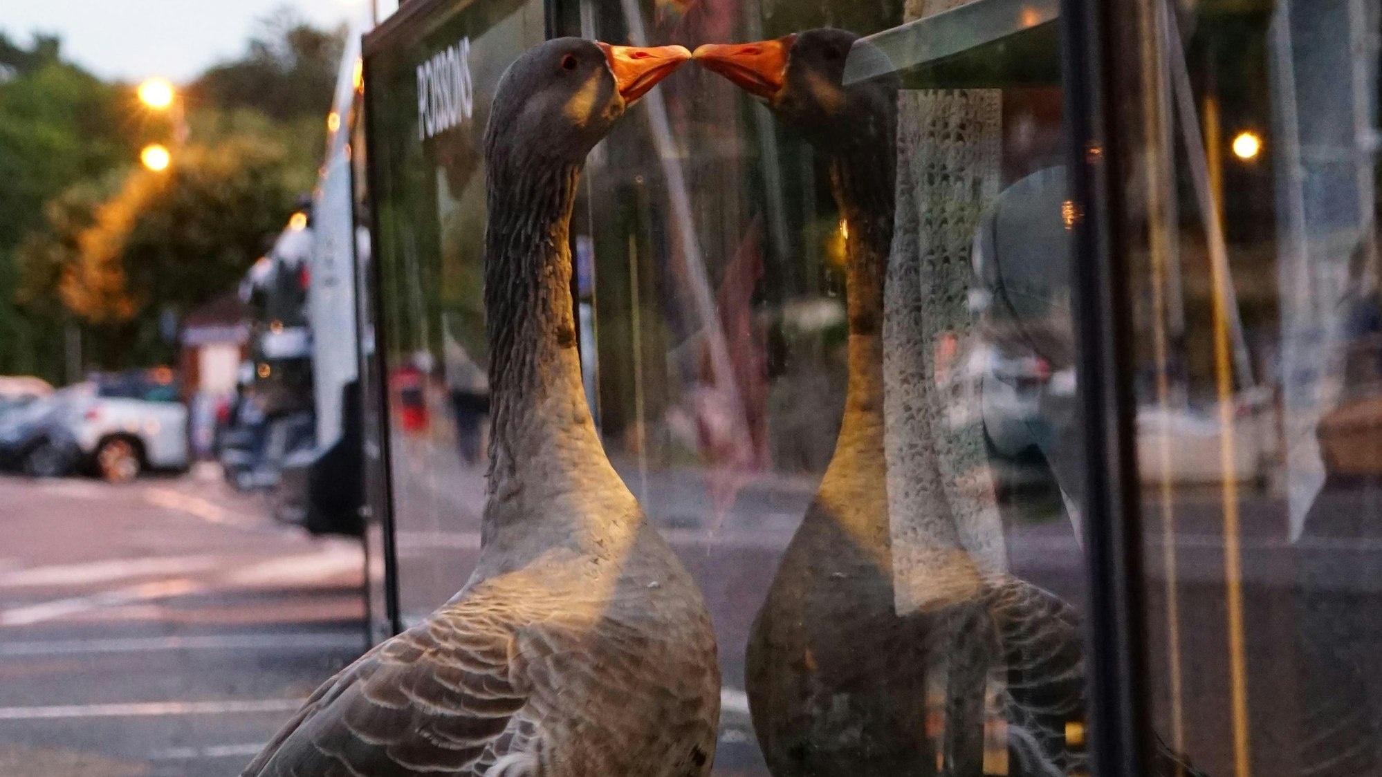 Eine Gans betrachtet sich in Glasscheibe.