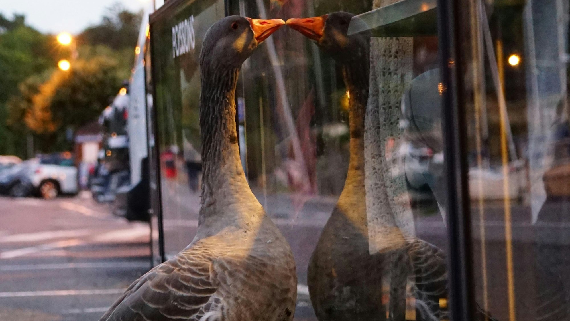Eine Gans betrachtet sich in Glasscheibe.