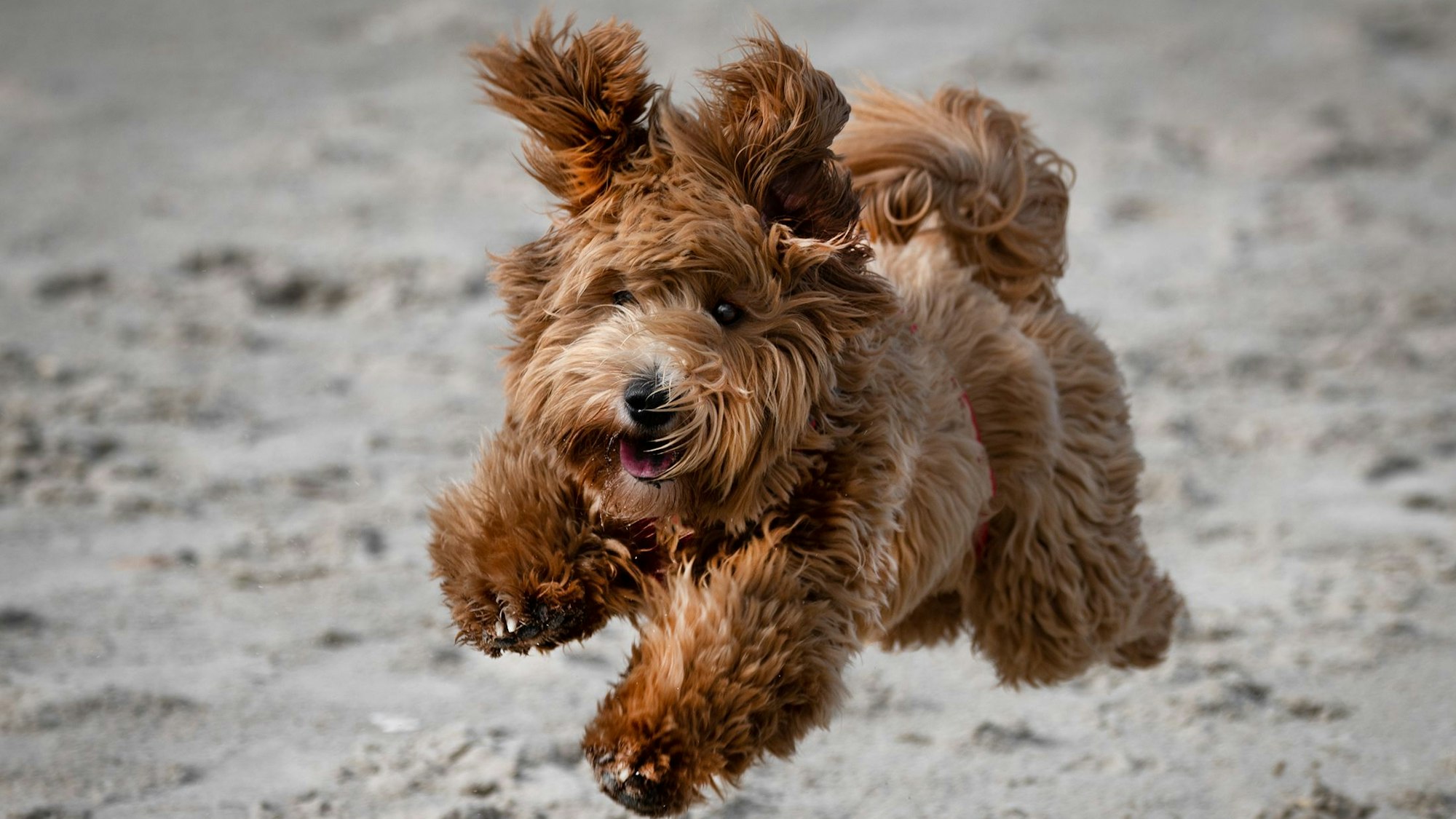 Der braune Pudel Hennes springt im Sand.