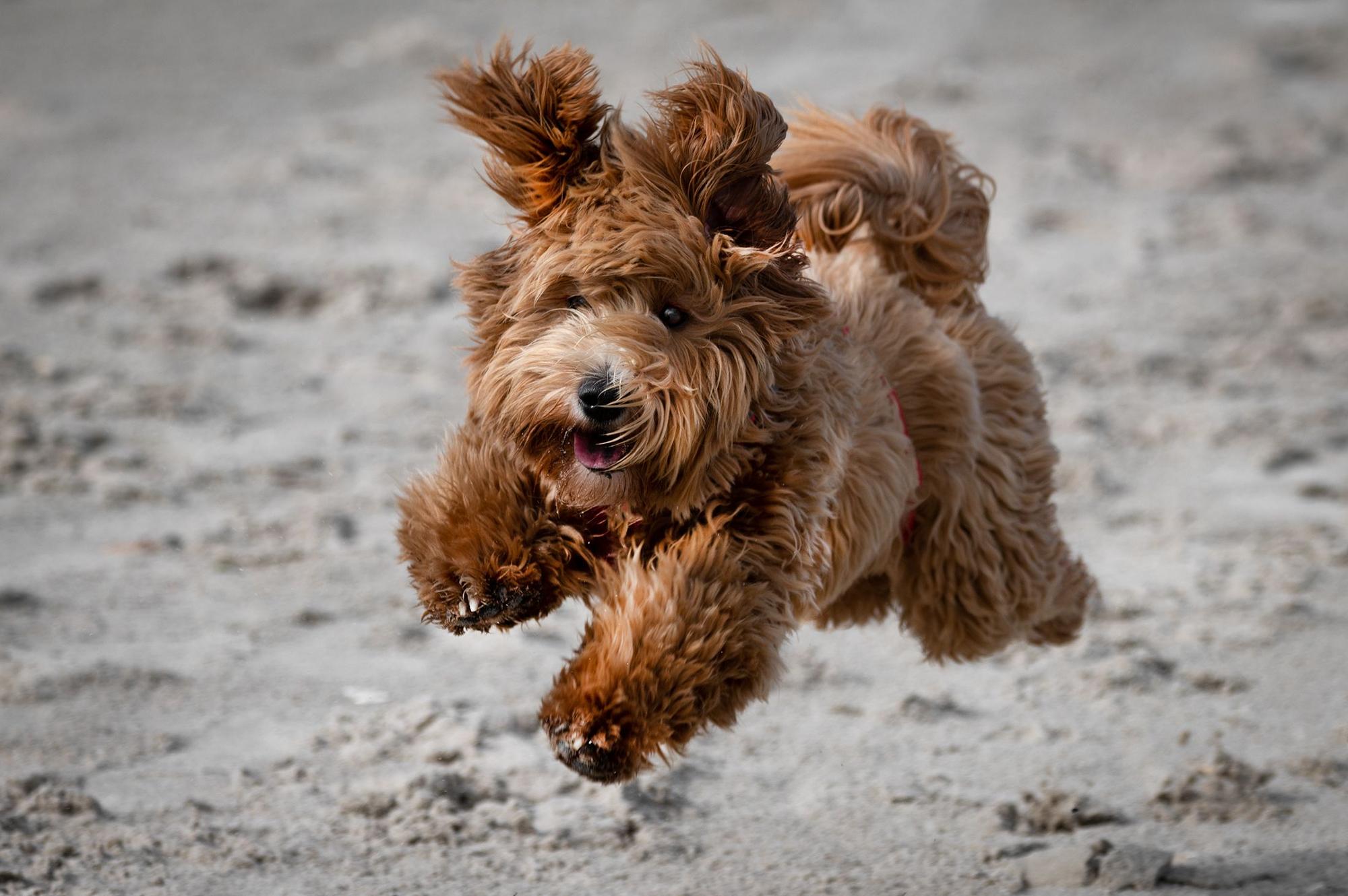 Ein brauner, zotteliger Hund springt im Sand.