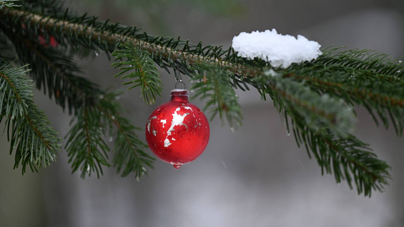 Ein geschmückter Weihnachtsbaum steht im Habichtswald.