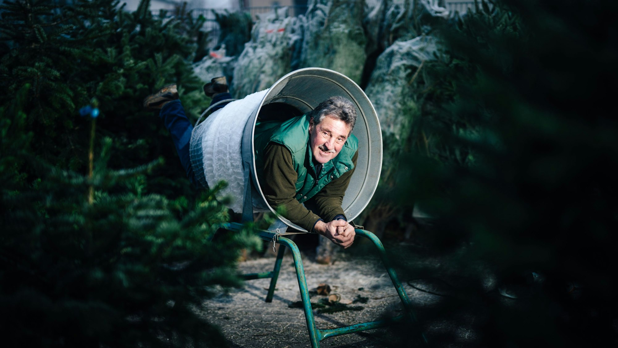 Der Weihnachtsbaumverkäufer Karl-Heinz Weber ist von Weihnachtsbäumen umgeben und schaut in die Kamera