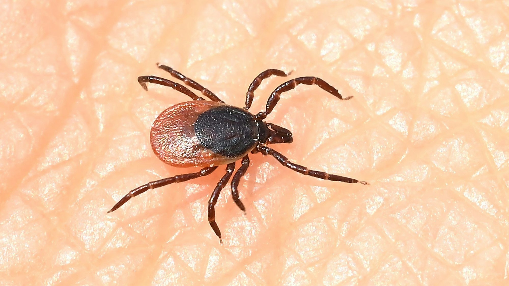 Eine Zecke läuft über eine Hand. Neuerdings wurden auch Exemplare entdeckt, die das Alongshan-Virus in sich tragen.