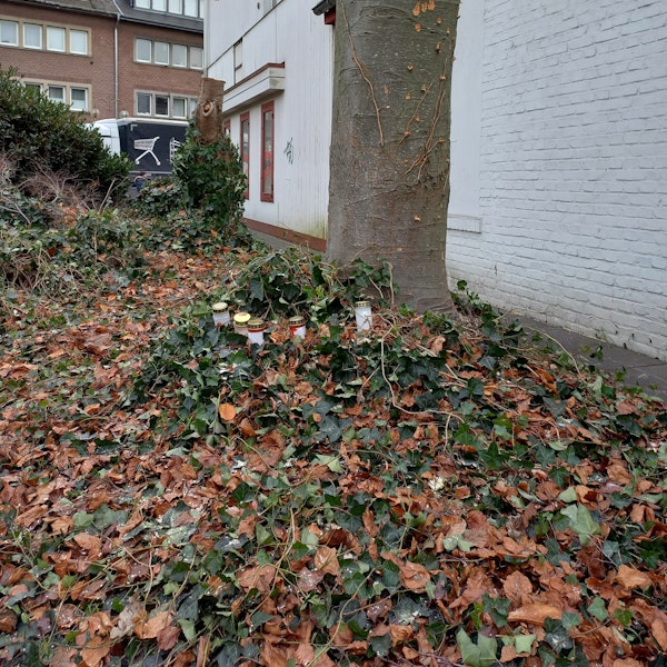 Der Stumpf einer Blutbuche steht in Kerpen-Horrem. Davor haben Anwohnerinnen und Anwohner Grabkerzen aufgestellt.