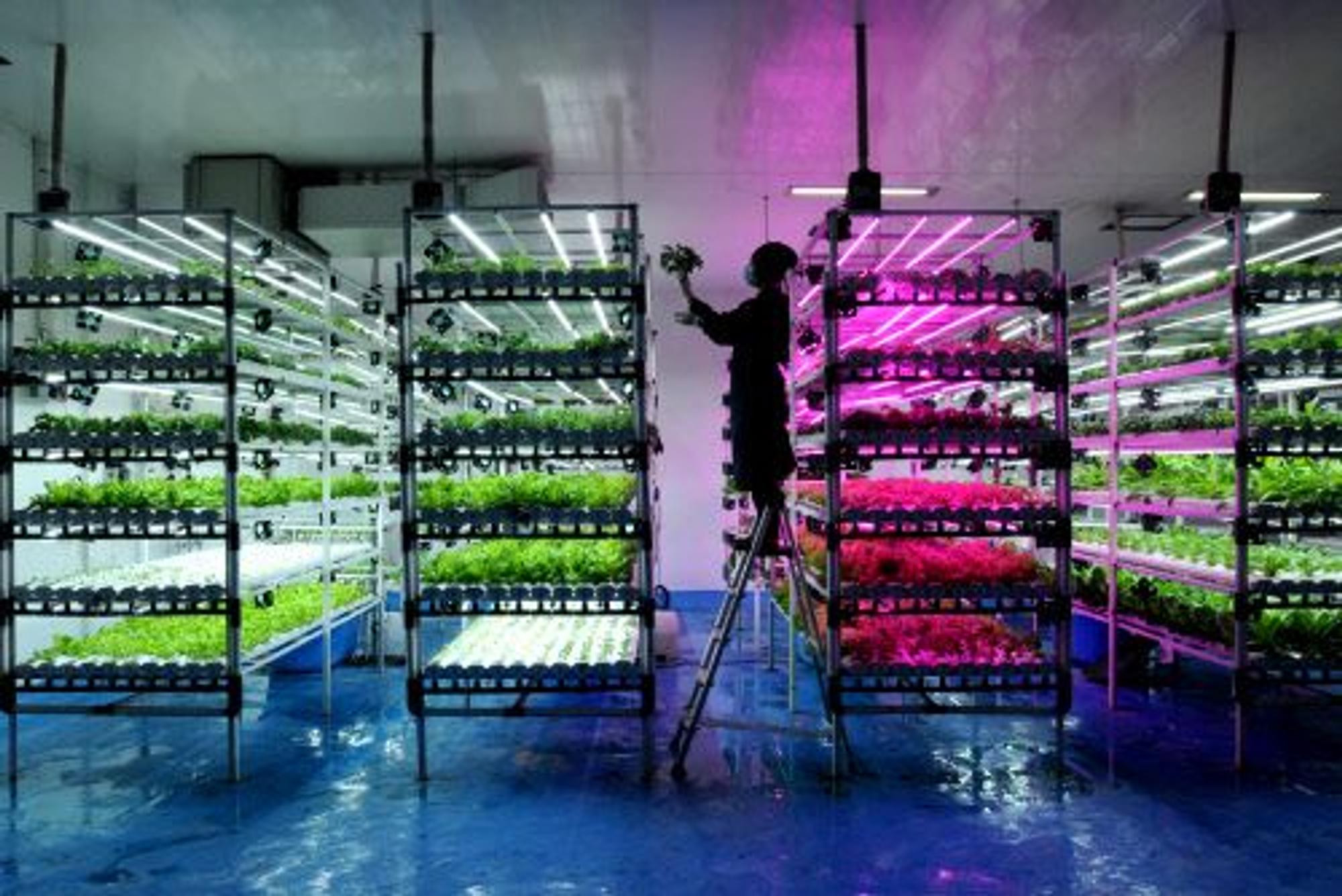 Das Foto mit dem Titel „Vertikale Landwirtschaft“ ist entstanden in einem Lagerhaus der Sentra Farm in Indonesien.