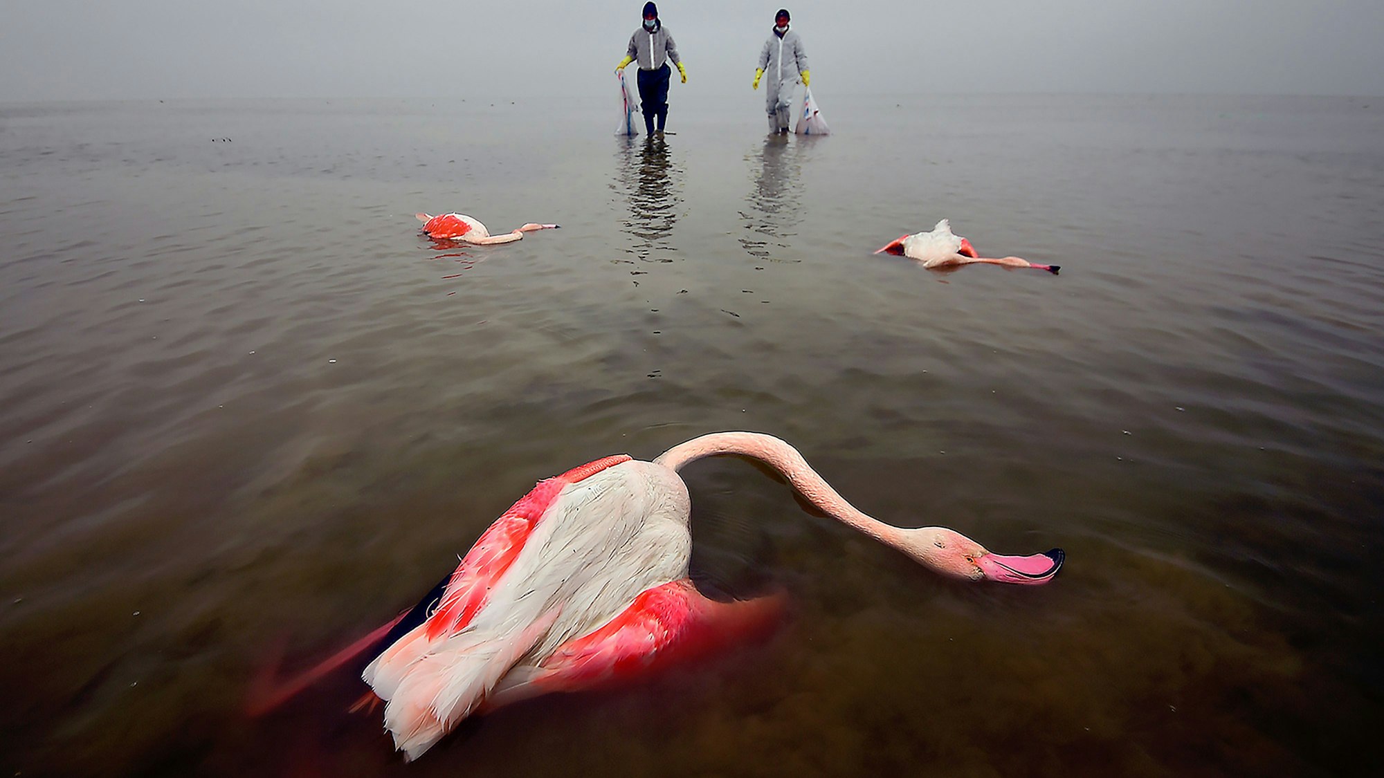 Tote Vögel liegen im Miankaleh-Feuchtgebiet.