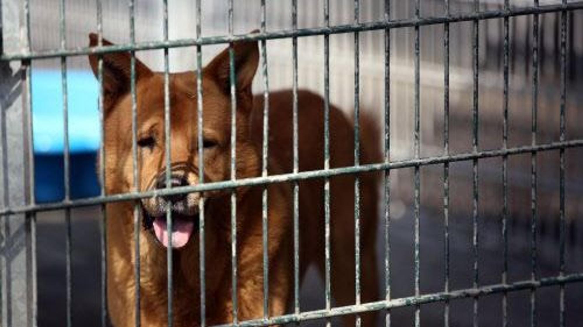 Ein Hund schaut durch die Gitterstäbe seines Kafigs im Tierheim Zollstock.