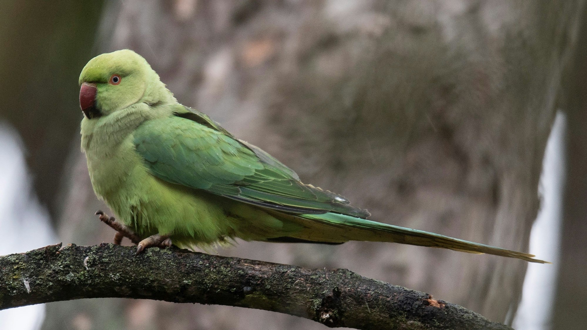 Ein Halsbandsittich sitzt auf einem Ast.