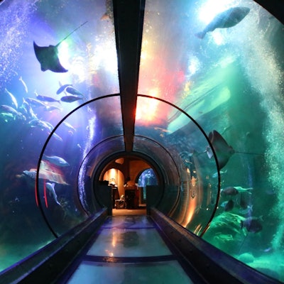 Ein Glastunnel führt durch das große Ozeanbecken, dessen Wasser blau und grün beleuchtet ist.