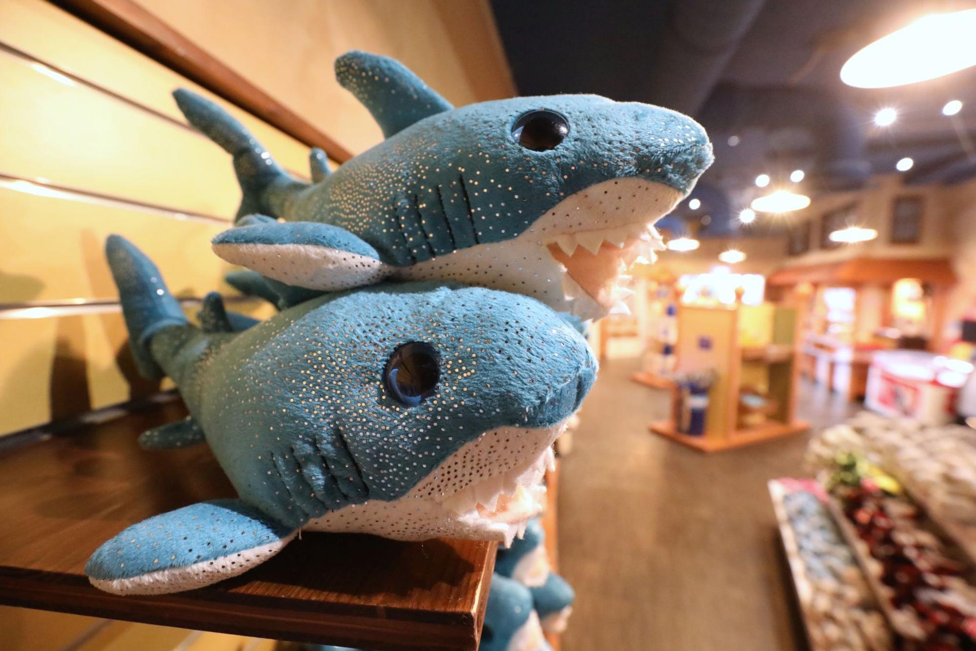 Zwei blau-weiß Stofftier-Haie liegen im Regal des Shops des Sealife Königswinter.