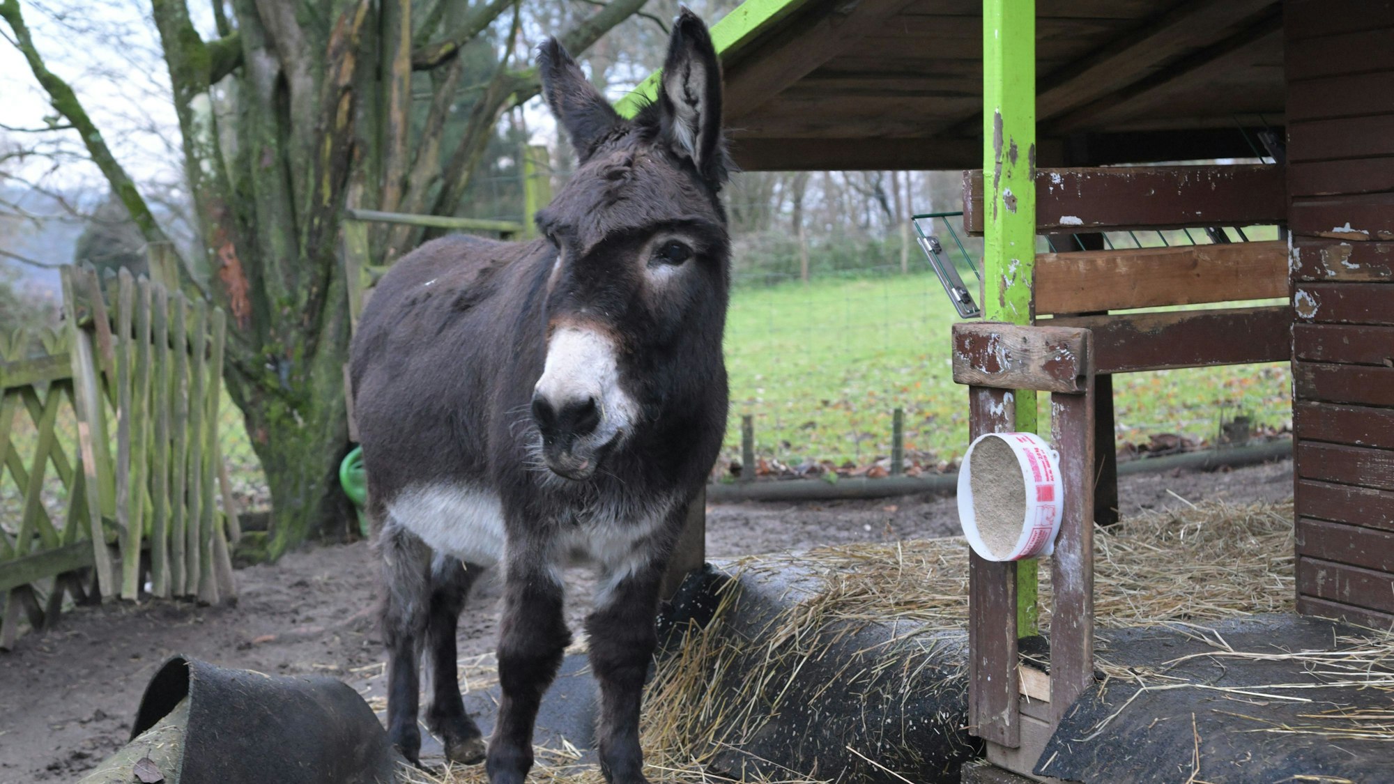 Esel Flipp steht in seinem Gehege.
