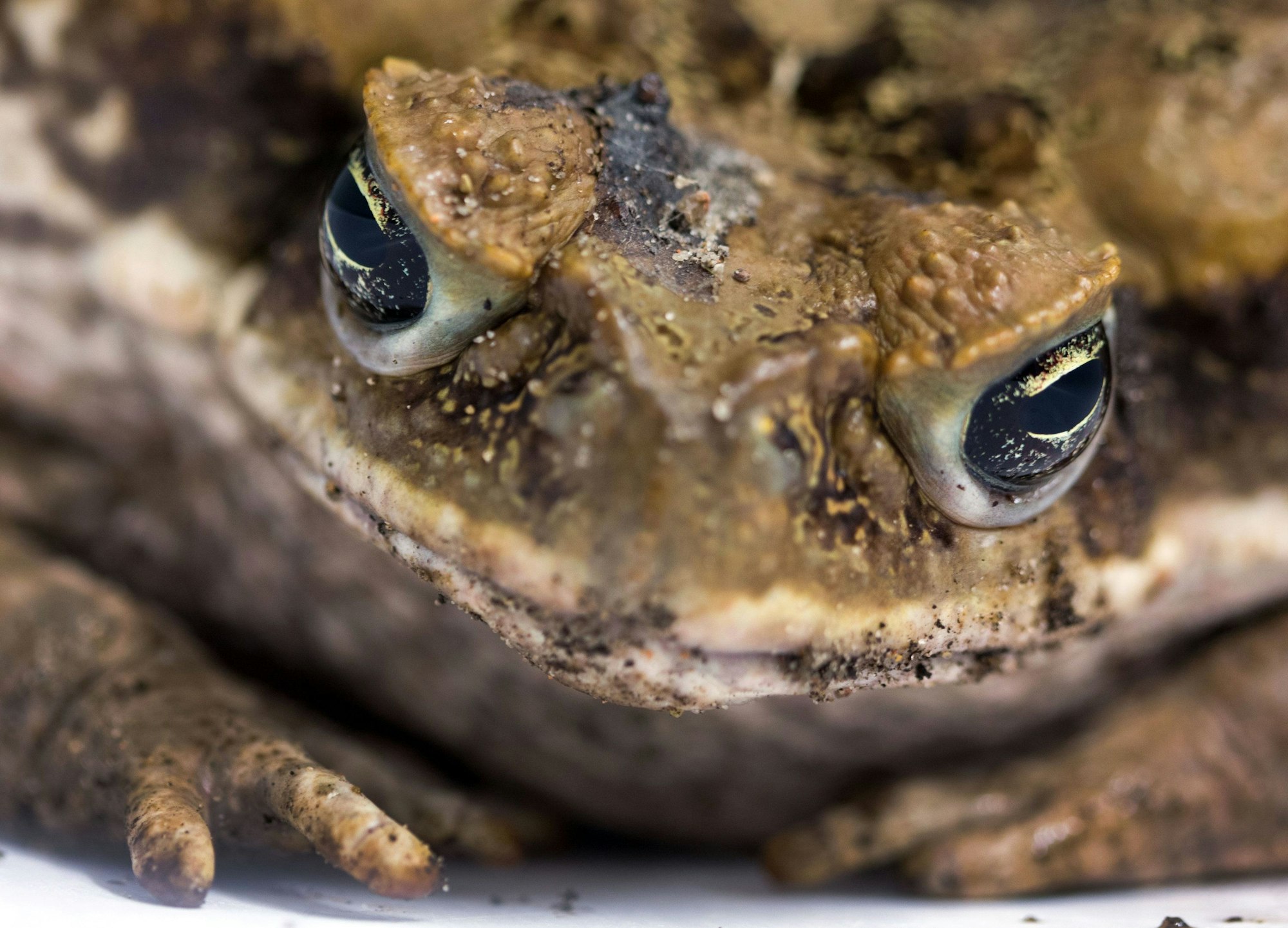 Die Aga-Kröte in Großaufnahme.