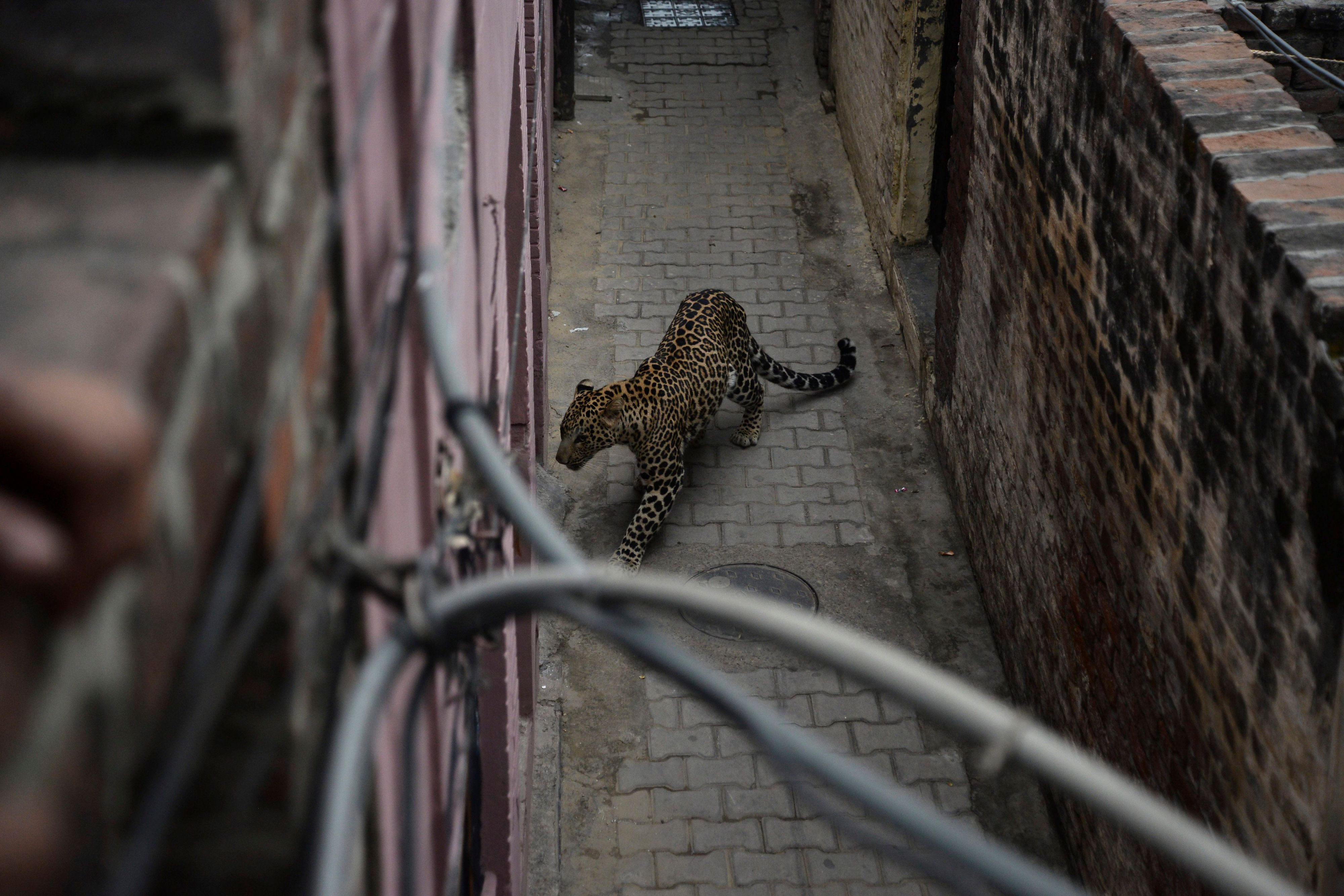 Ein Leopard irrt in einem Wohngebiet umher.
