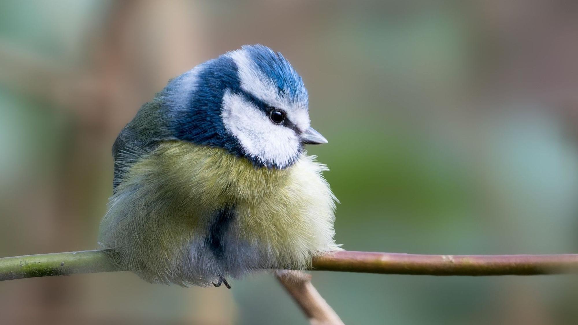 Eine Blaumeise sitzt auf einem Ast.