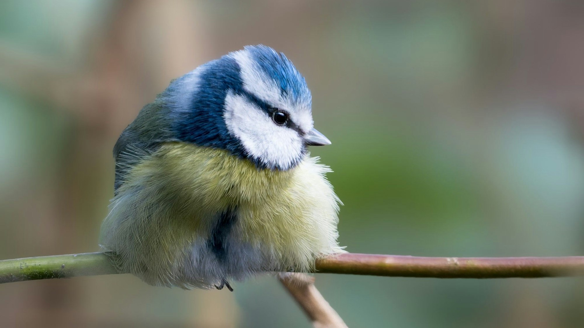 Eine Blaumeise sitzt auf einem Ast.