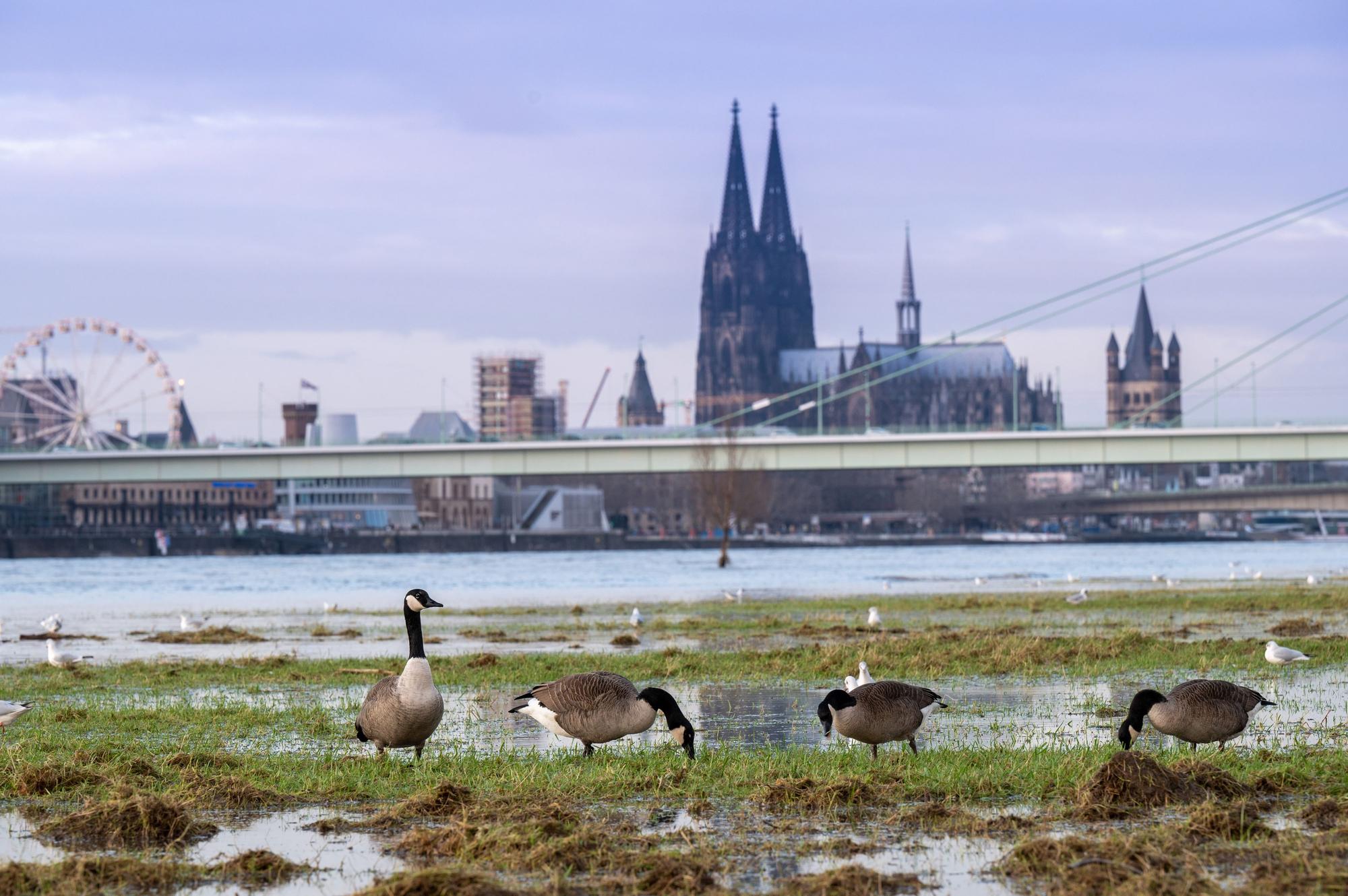 Möwen und Kanadagänse bevölkern die nassen Poller Wiesen. Nach dem Hochwasser ist das Gelände am Rhein ein. Foto: Uwe Weiser