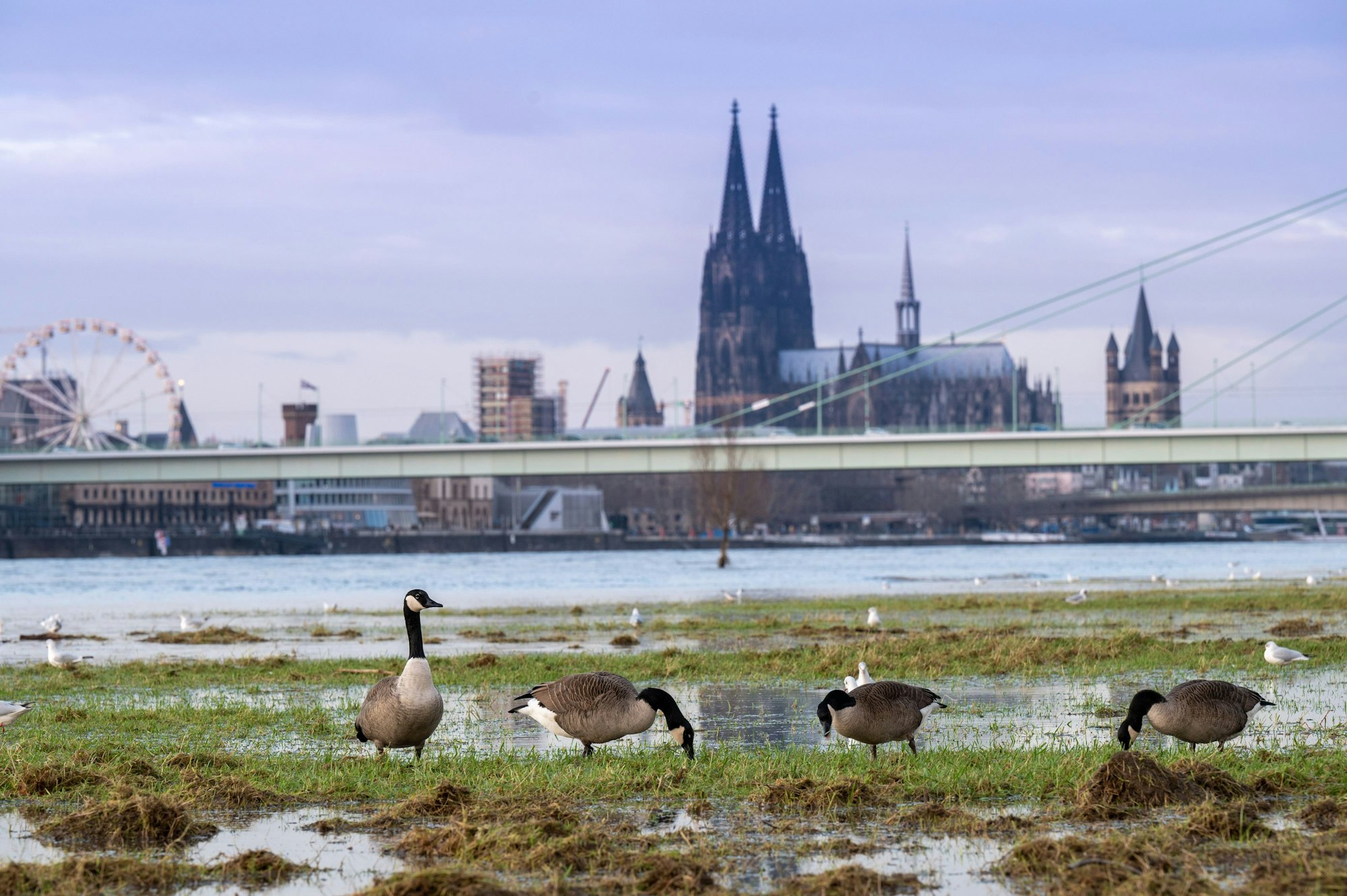 Möwen und Kanadagänse bevölkern die nassen Poller Wiesen. Nach dem Hochwasser  ist das Gelände am Rhein ein. Foto: Uwe Weiser