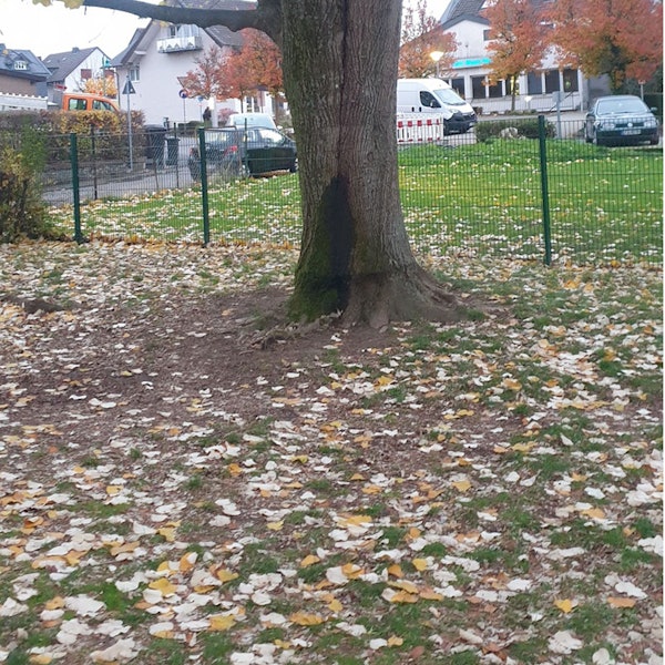 Eine alte Silberlinde steht in Neunkirchen.