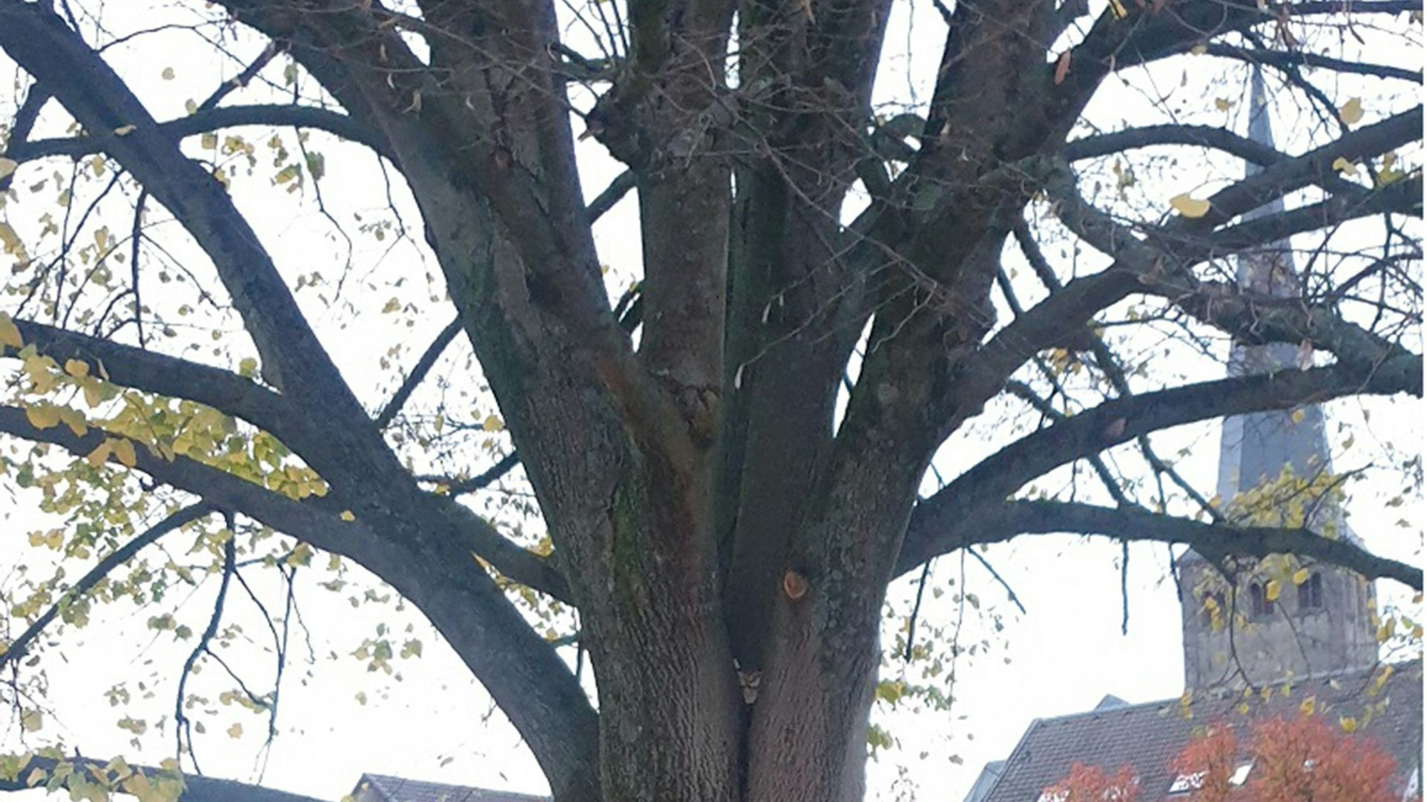 Eine alte Silberlinde steht in Neunkirchen.