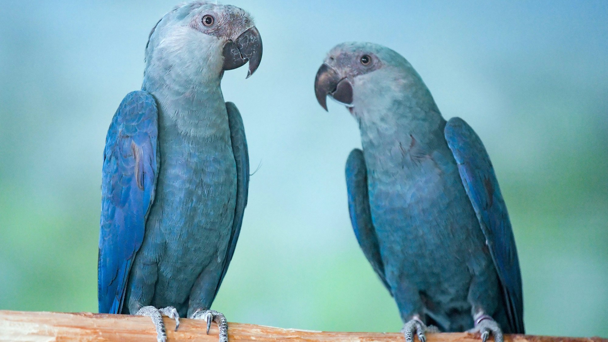Spix-Aras sitzen in einer Voliere der Artenschutzorganisation Association for the Conservation of Threatened Parrots e.V..