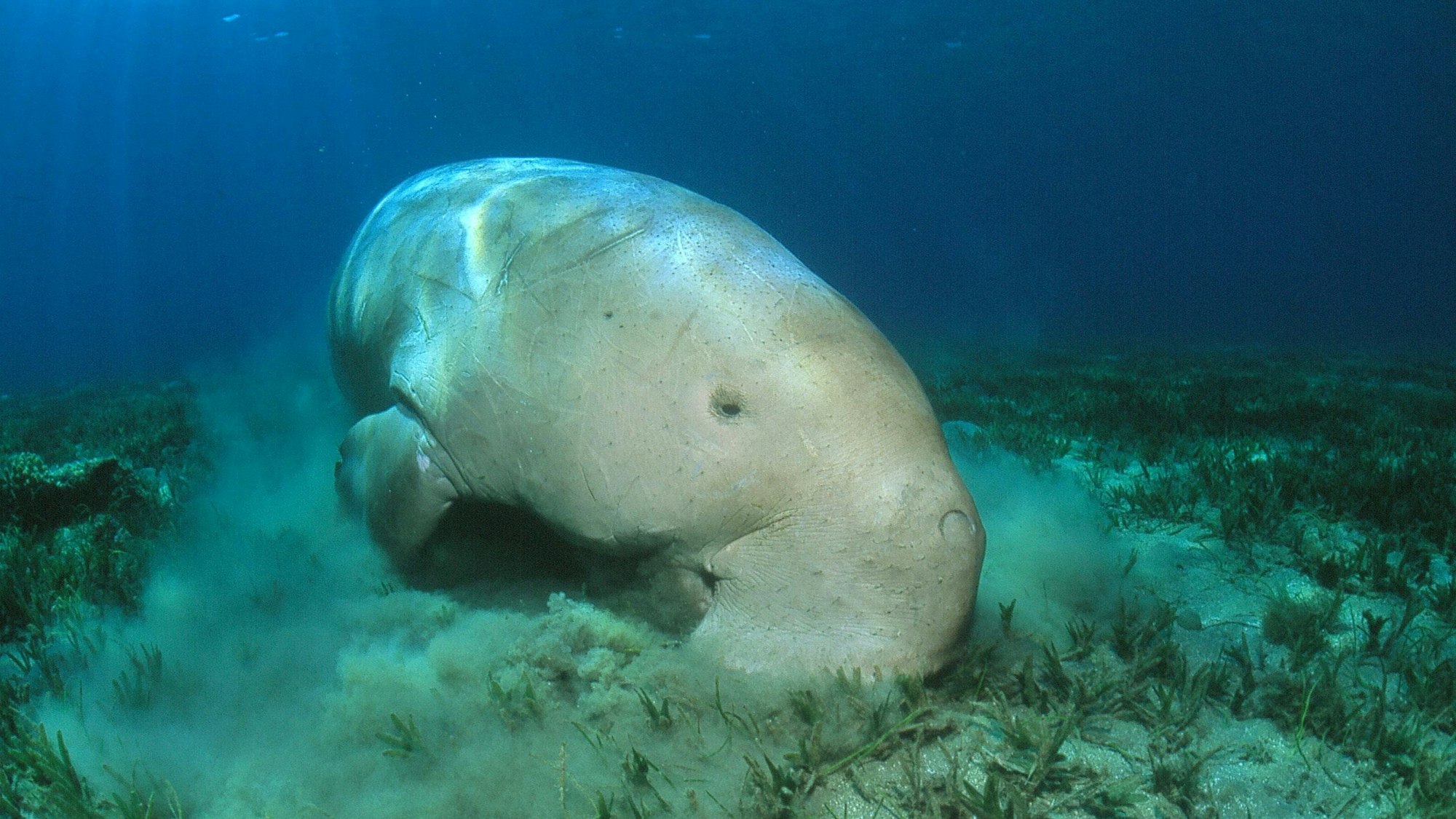 Foto eines Dugongs, der am Boden des Meeres nach Nahrung sucht.