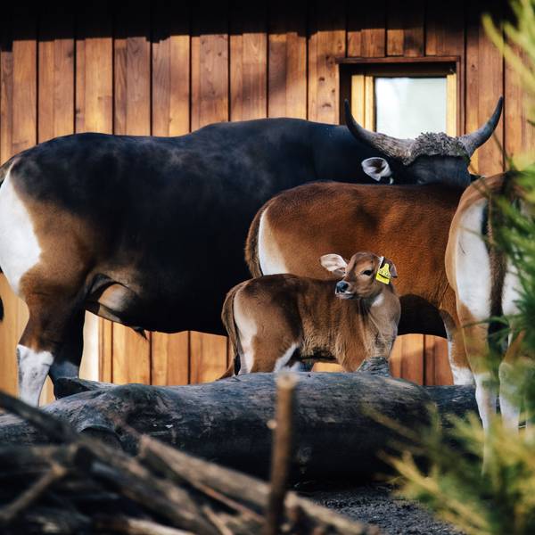War da was? Alles andere als schüchtern ist der kleine Banteng-Bulle, der neugierig hinter sich schaut. In wenigen Jahren wird er aussehen wie sein 800 Kilo schwerer schwarzbrauner Vater, der hinter ihm steht.
