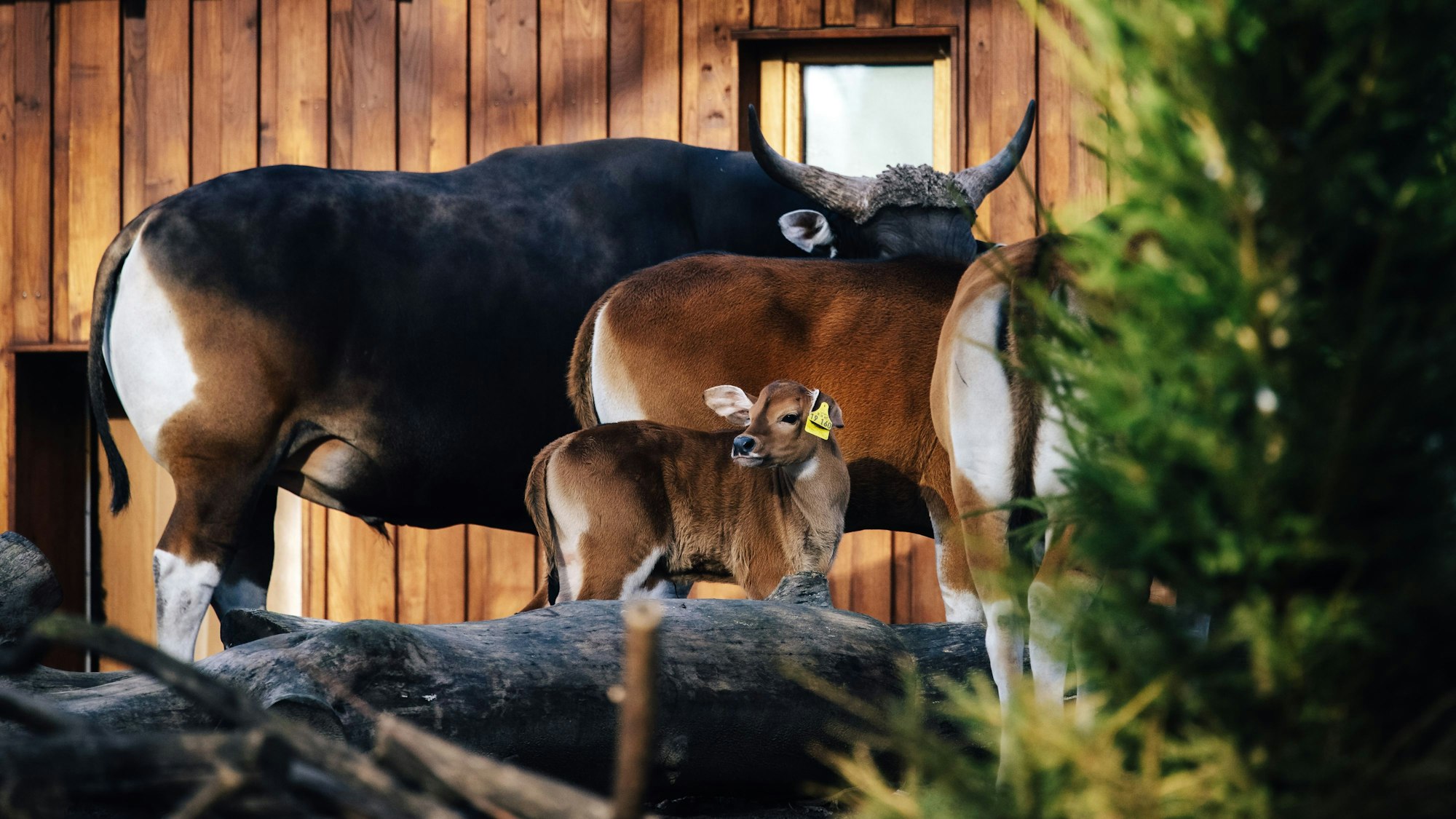 War da was? Alles andere als schüchtern ist der kleine Banteng-Bulle, der neugierig hinter sich schaut. In wenigen Jahren wird er aussehen wie sein 800 Kilo schwerer schwarzbrauner Vater, der hinter ihm steht.