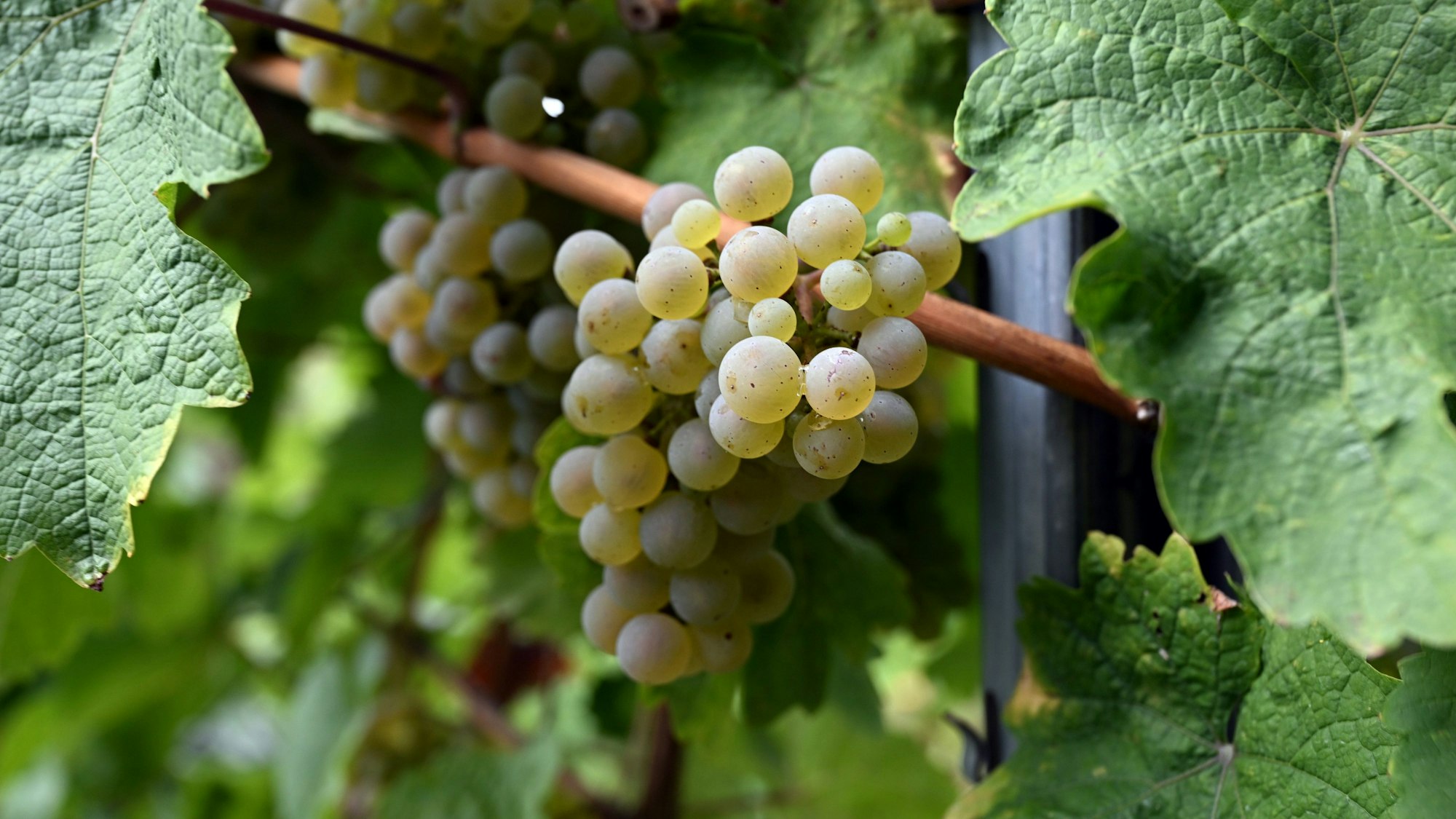 Helle Weintrauben hängen an einer Rebe, im Hintergrund grüne Blätter.