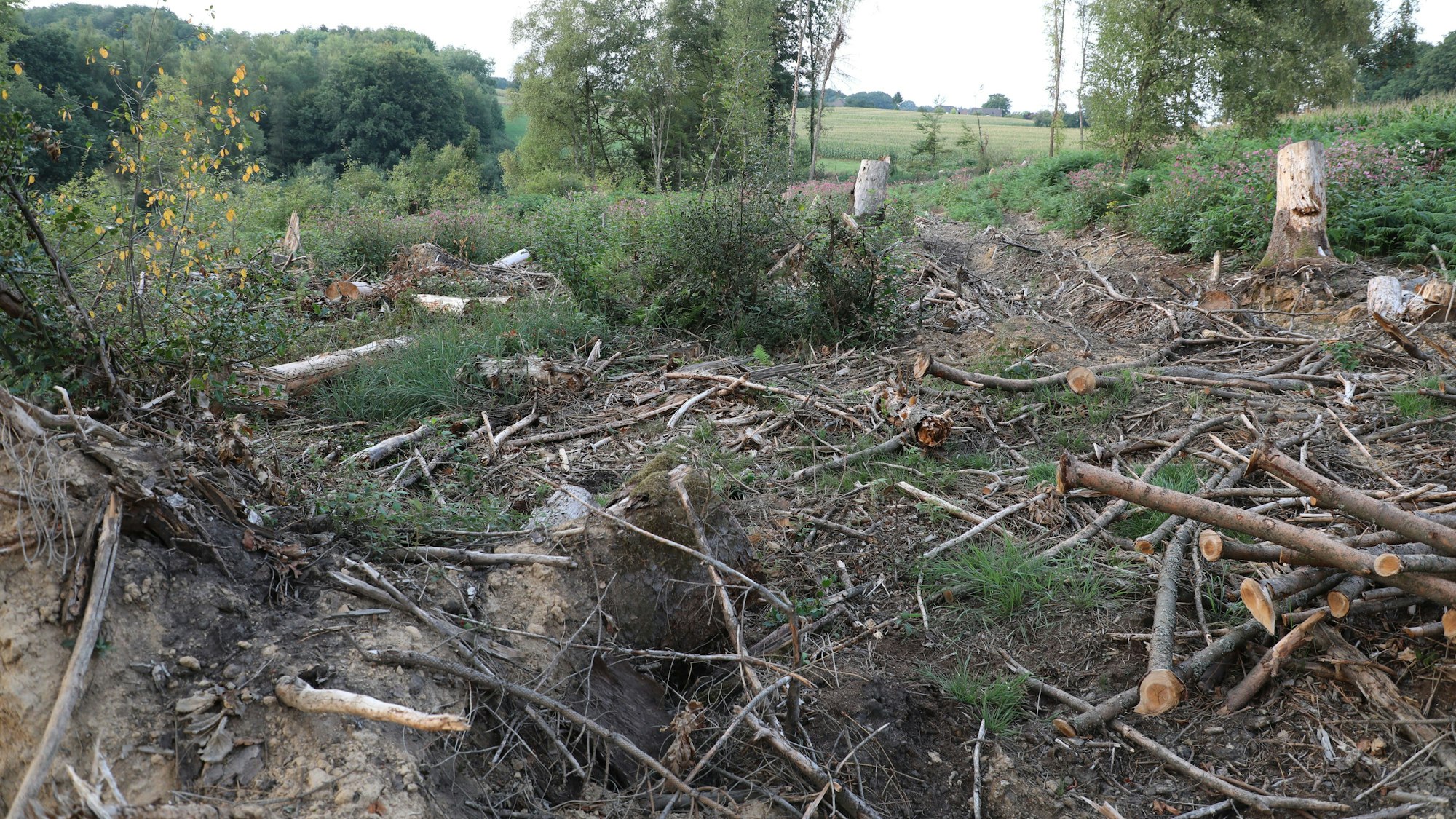 Eine gerodete Waldfläche in Wermelskirchen.