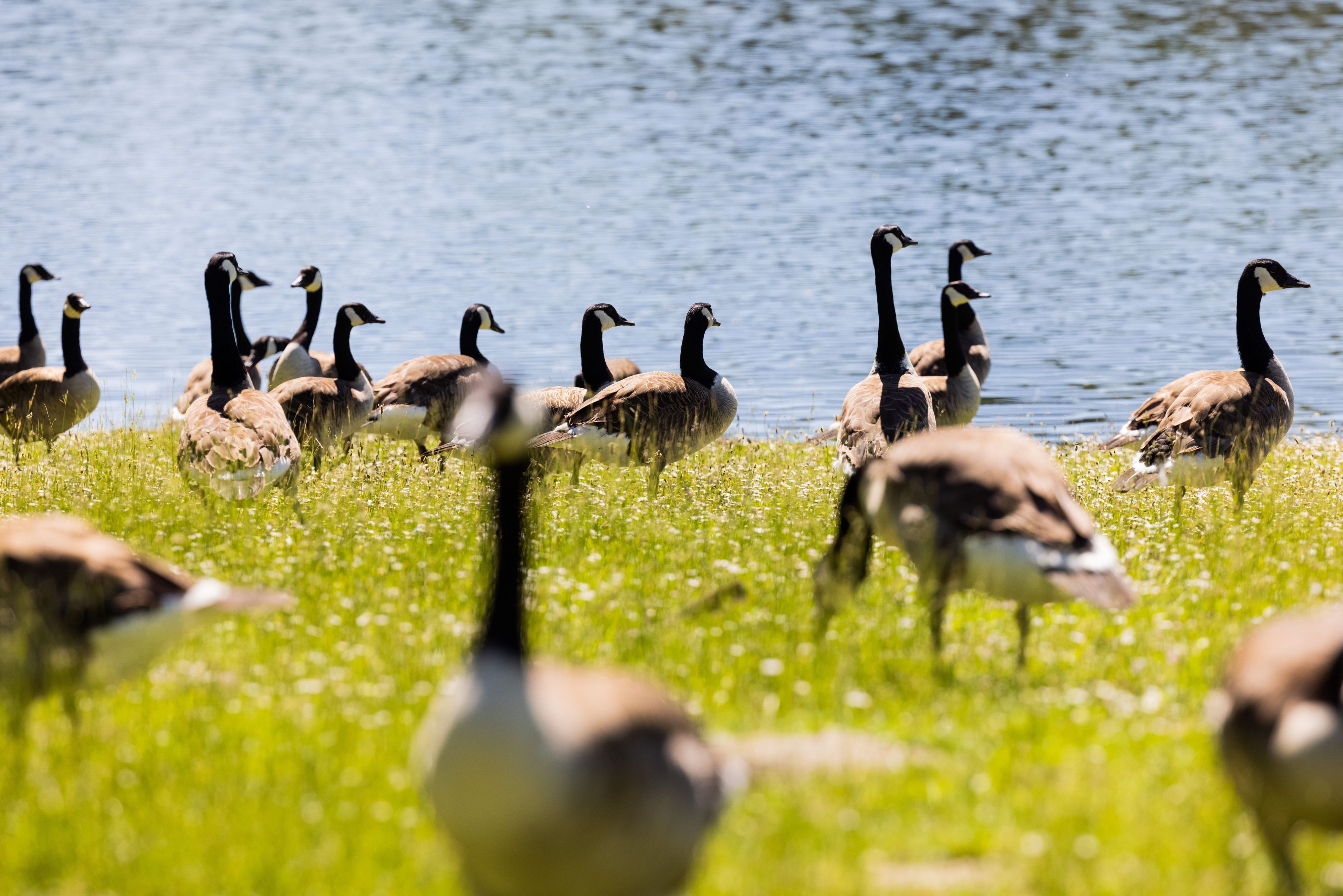 Köln: Kanadagänse fressen Gras am Ufer des Decksteiner Weiher