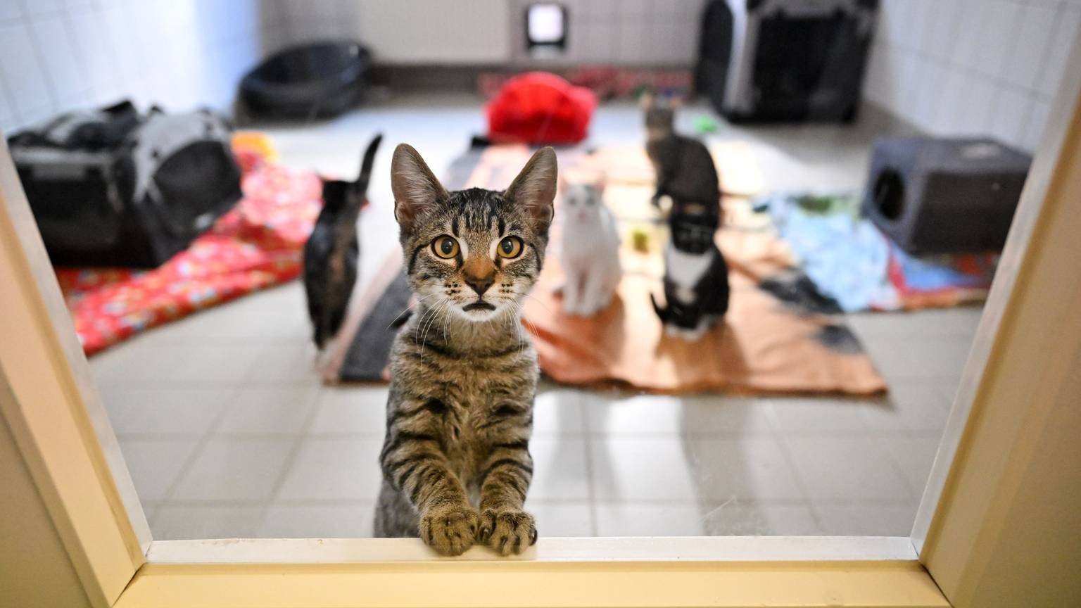 Junge Katzen in einem Tierheim in Thüringen