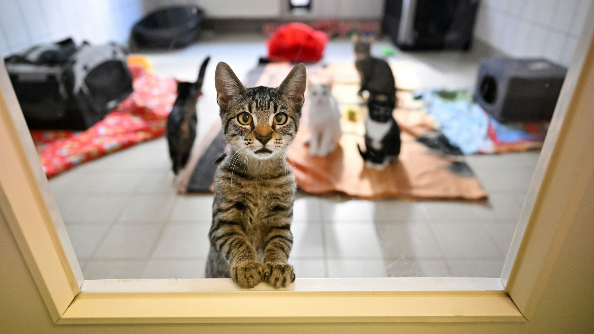 Junge Katzen in einem Tierheim in Thüringen