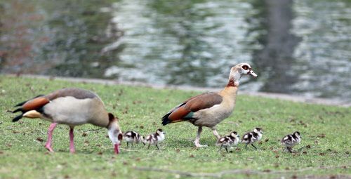 Zwei ausgewachsene Nilgänse und viele Küken auf einer Wiese vor einem Weiher.