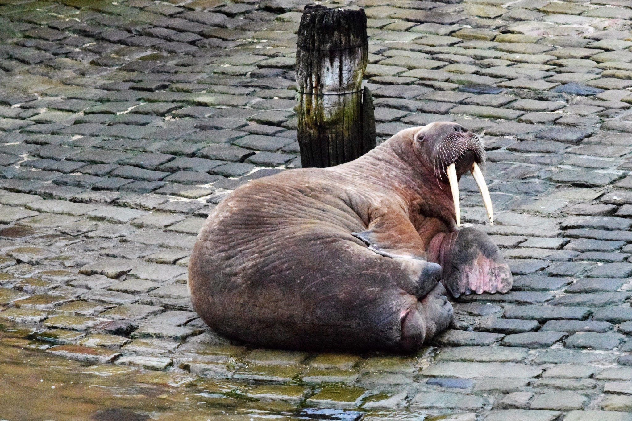 Ein Walross liegt im Hafen von Scarborough auf Kopfsteinpflaster. Das Tier hat sich aus der Arktis nach Großbritannien verirrt.