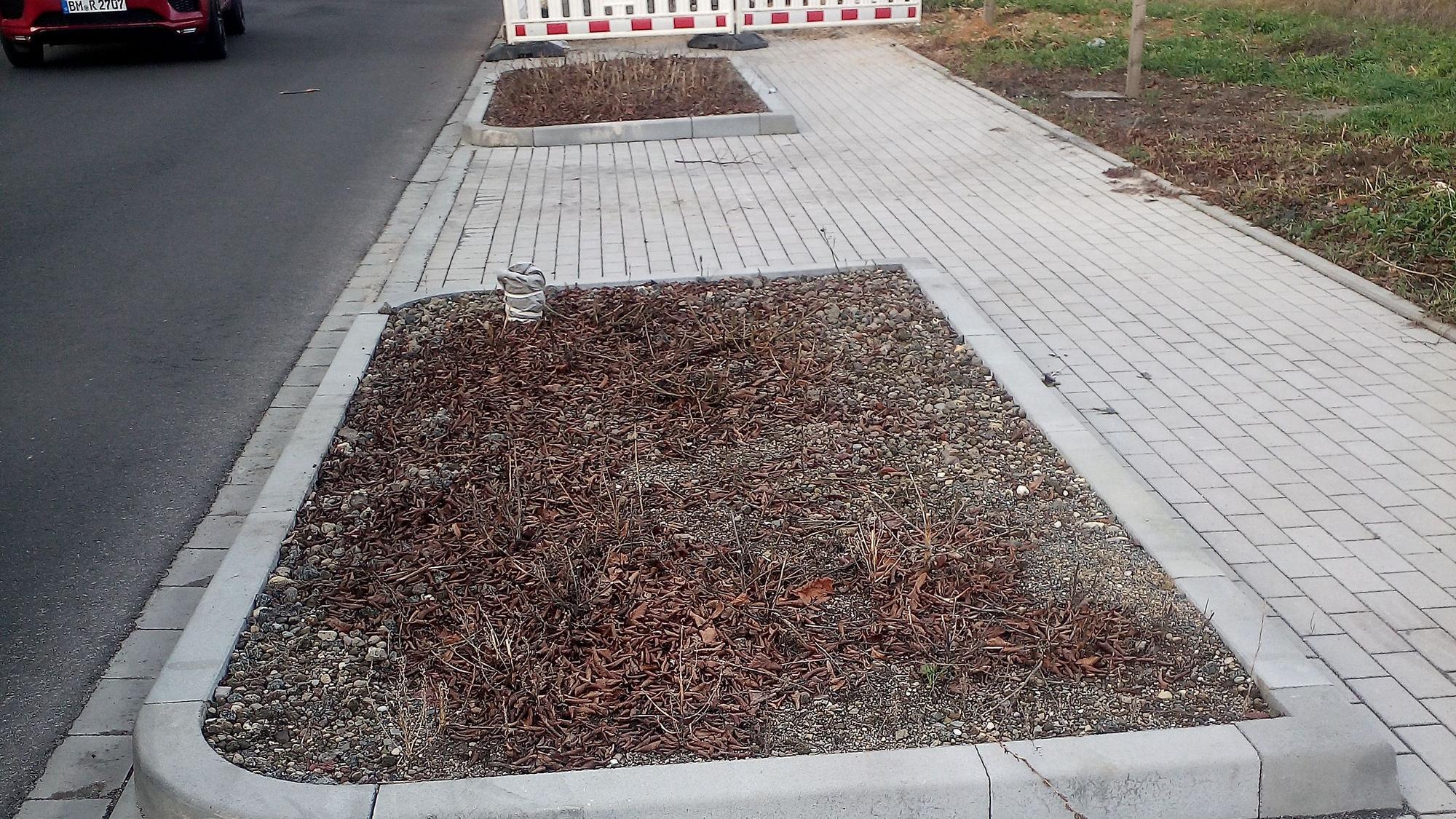 Zwei leere Beete nach der Fällung eines Baumes
