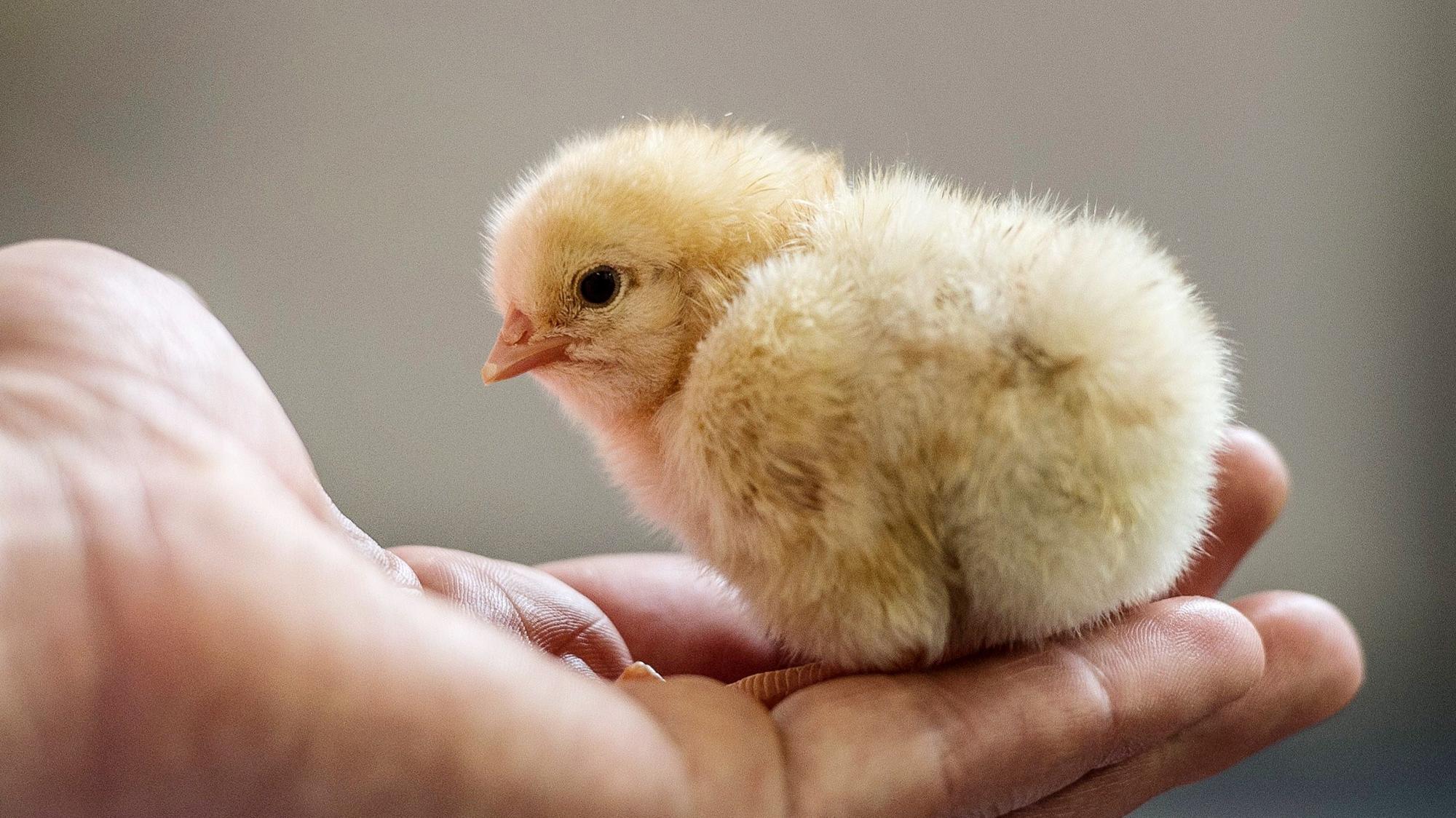 Ein männliches Hühner-Küken sitzt auf einer Hand.