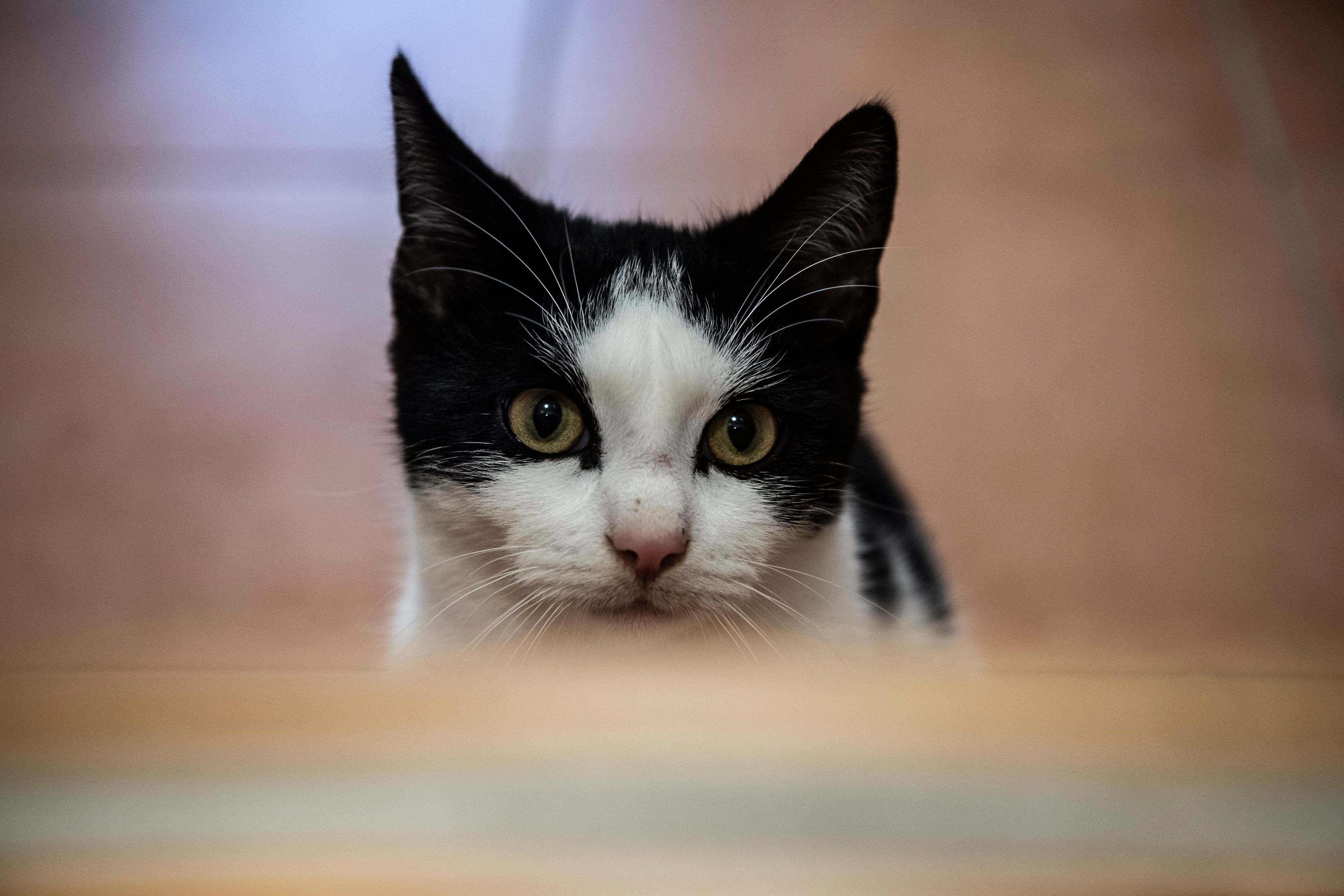 Eine Katze musste von der Polizei gerettet werden.