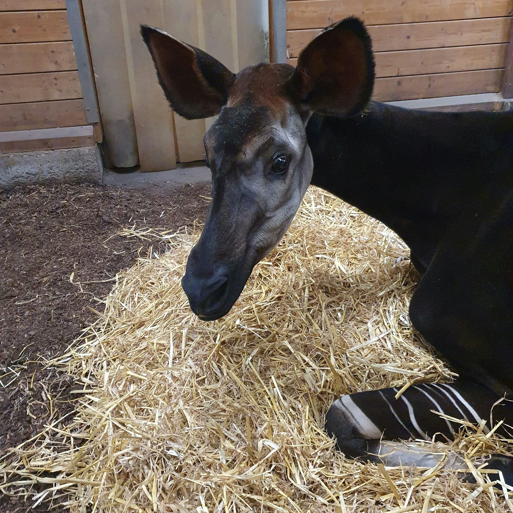 „Kisanga“ wurde 27 Jahre alt.