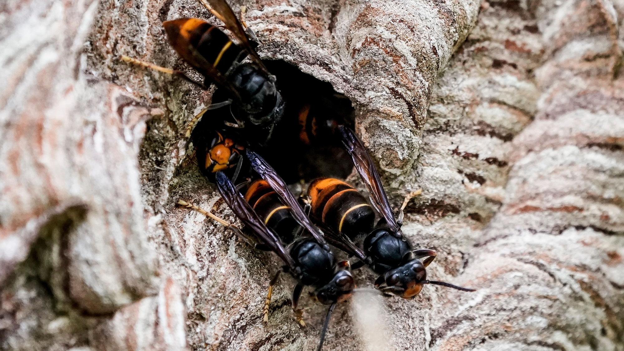 Asiatische Hornissen sammeln sich an einem Ausgang ihres Nestes