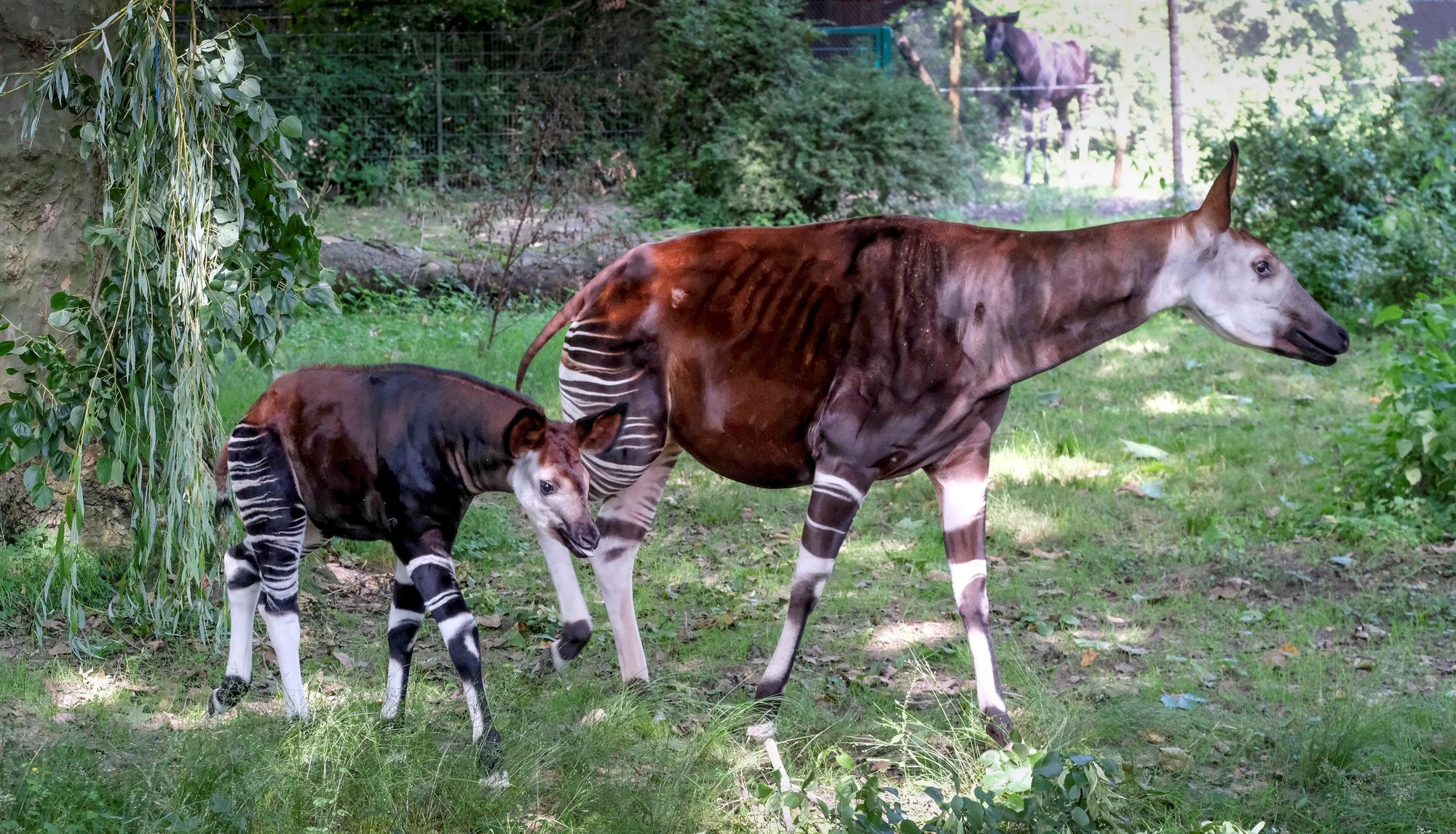 Noch vier Tiere umfasst die Okapi-Gruppe des Zoos nach dem Tod der 27-jährigen „Kisanga“.